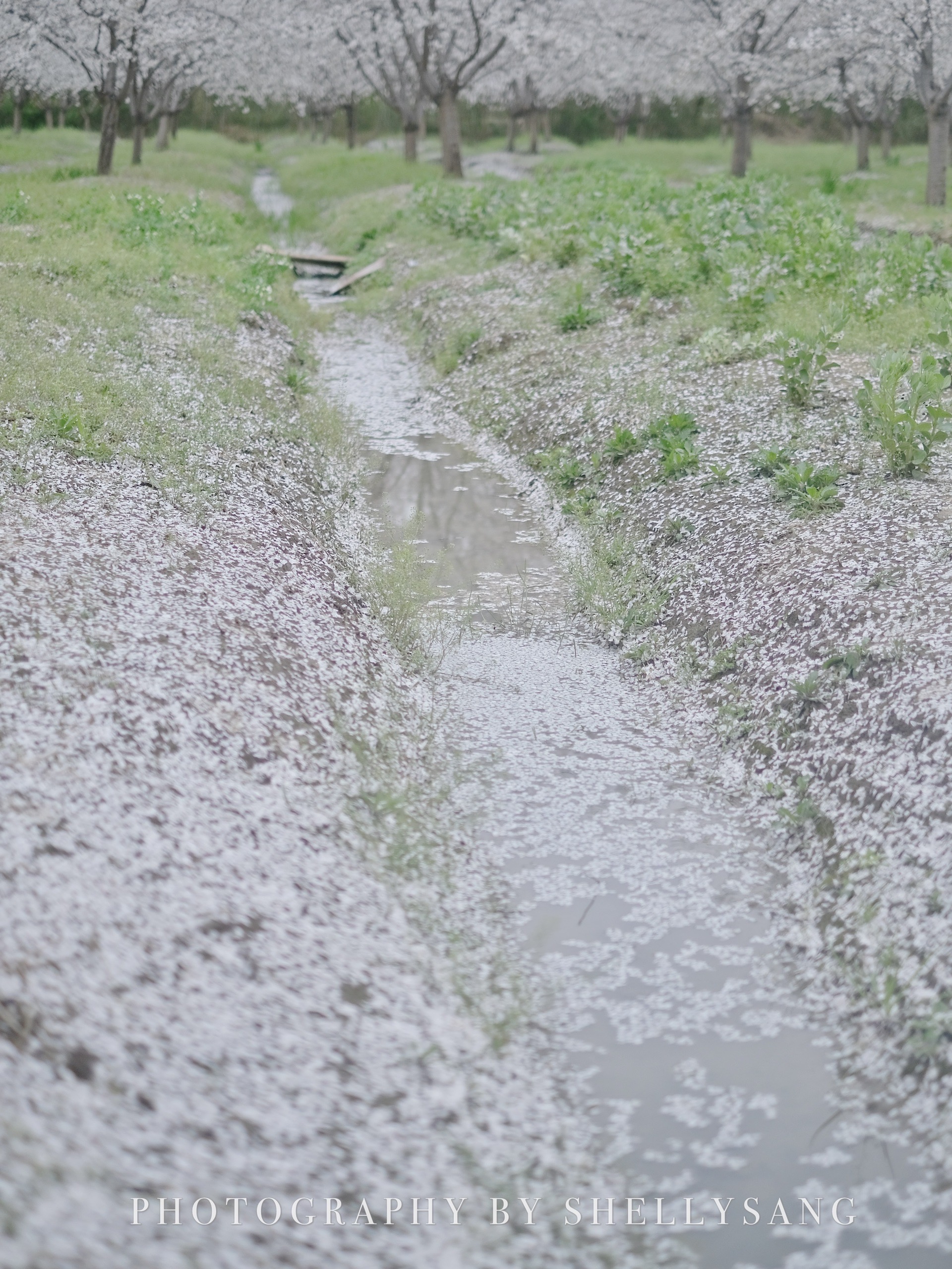 杭州四歌樱花园7000棵染井吉野在这里开成海，春日的浪漫请在这里免费领取呀