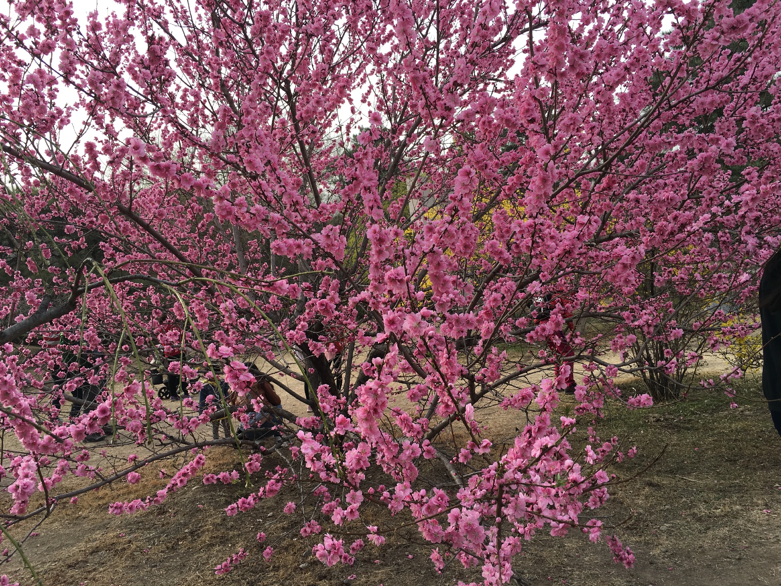 北京植物园春花烂漫——北京植物园图片大全