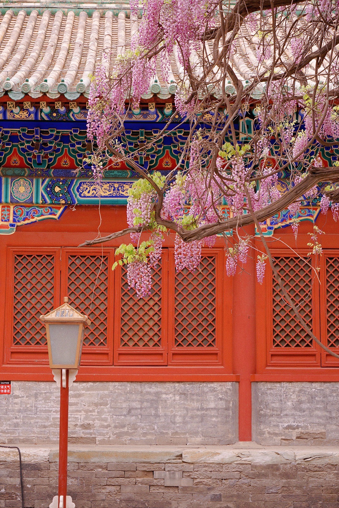 来北京旅行 不要错过国子监的梦幻紫藤花_孔庙和国子监博物馆