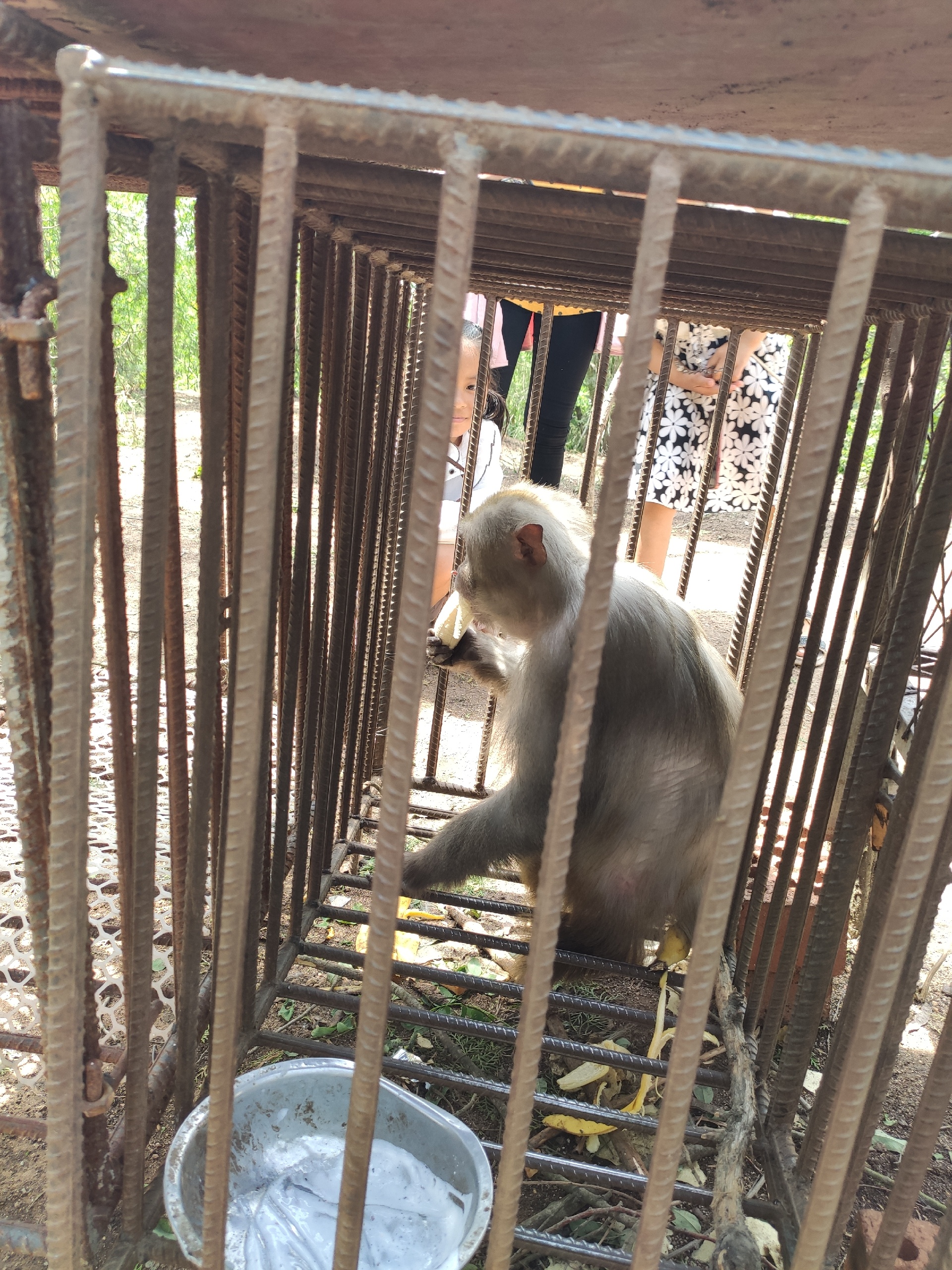 马陵山大龙沟_据说有野生猴子，但是只看到一只关在笼子里的猴子