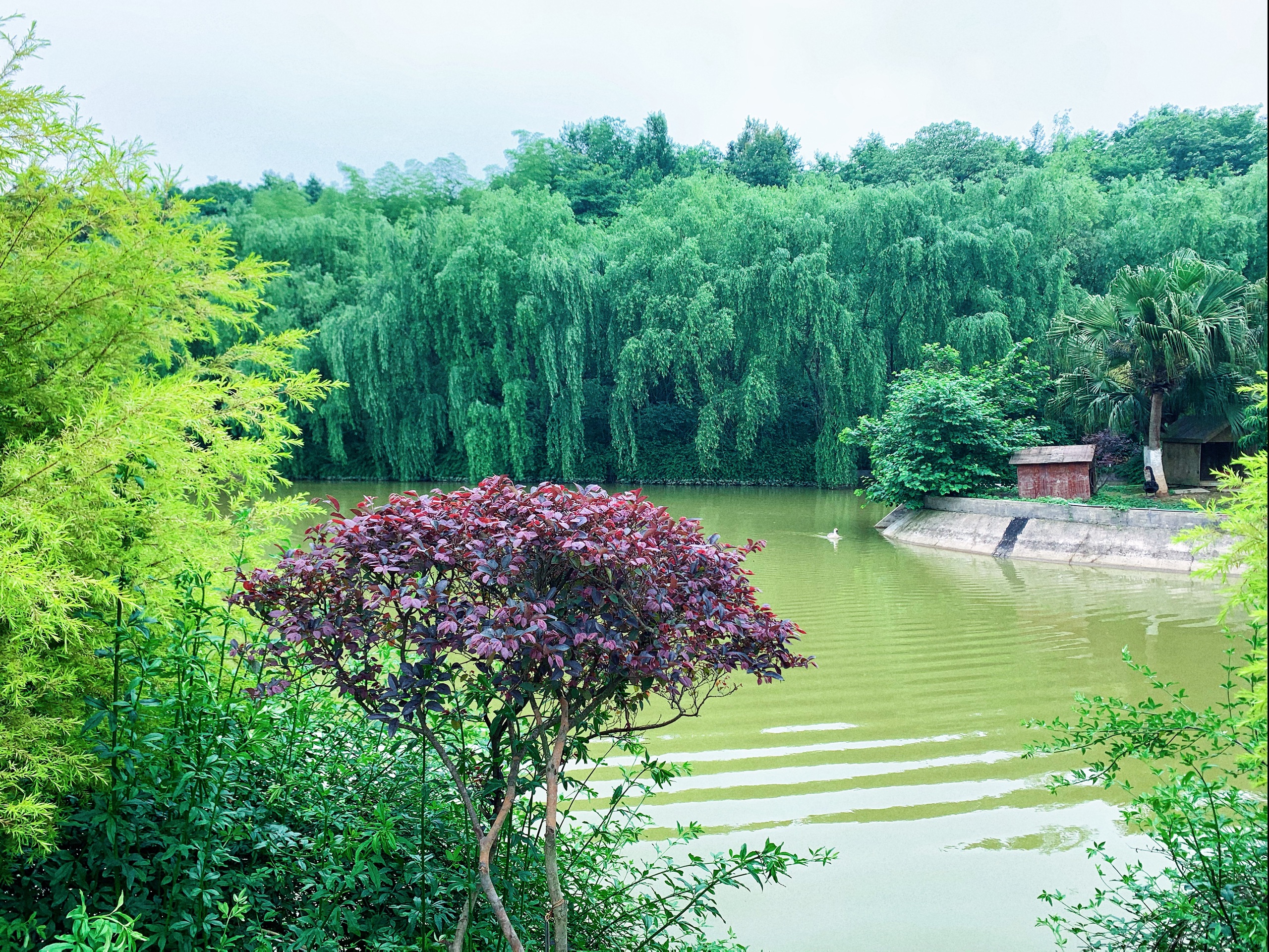 湘潭周边游 盘龙大观园园内很大，有玫瑰园，兰花园，紫藤园等等