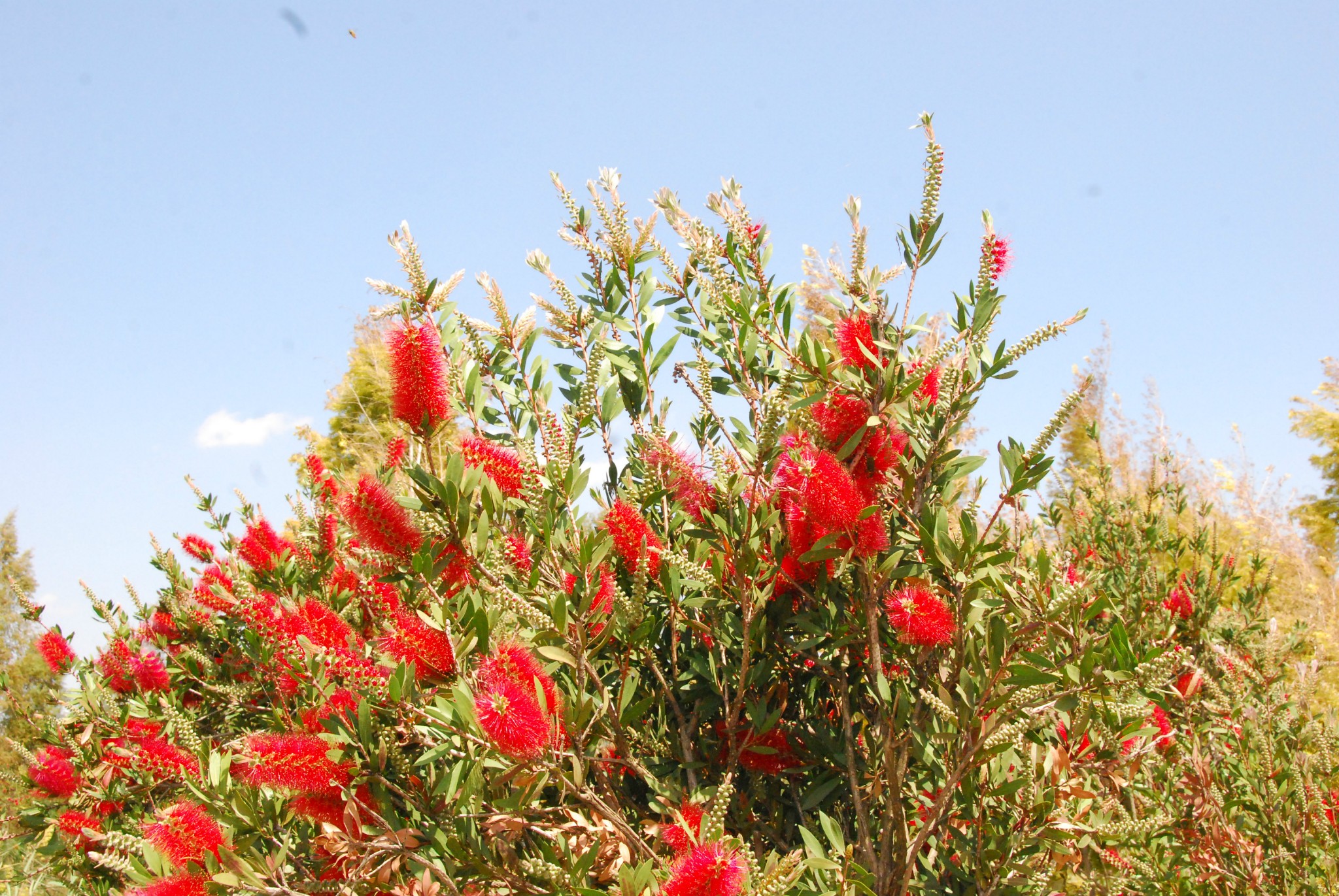 红千层、瓶刷子花，已在昆明落地生根，在海东湿地公园里有很多
