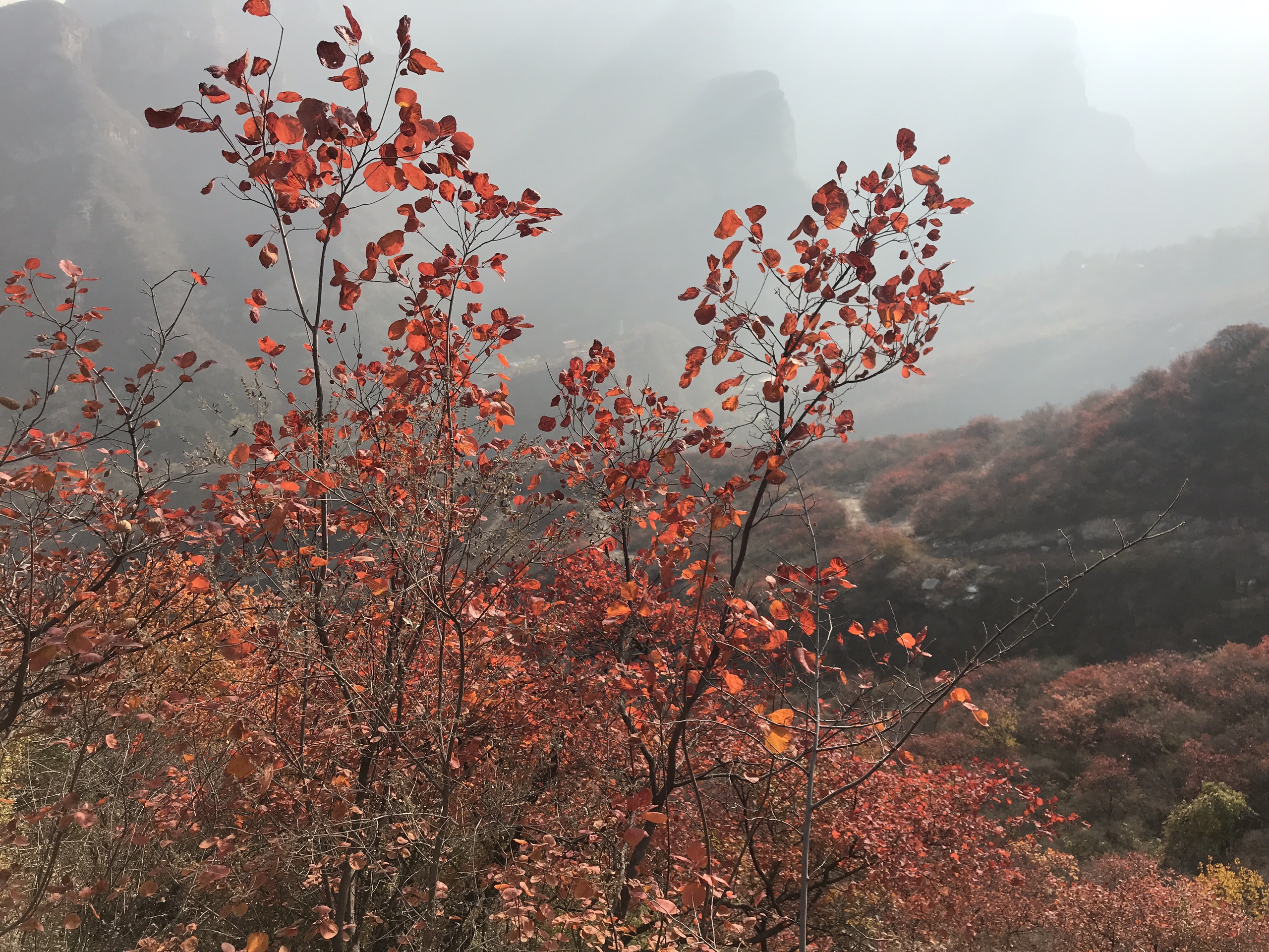 北京近几年看红叶的网红-坡峰岭红叶风景区