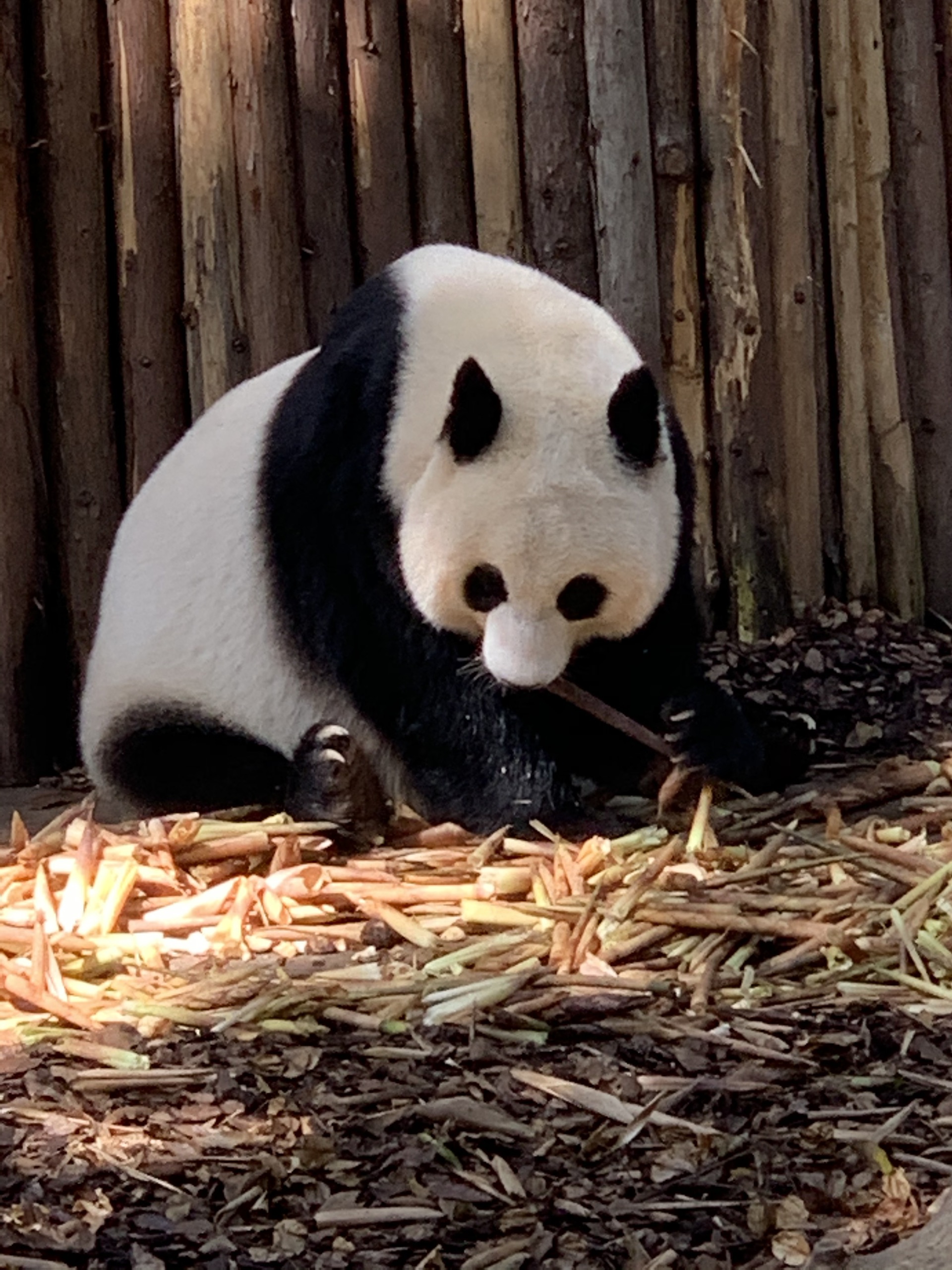 成都行欢迎来到大熊猫的世界——成都大熊猫繁育研究基地