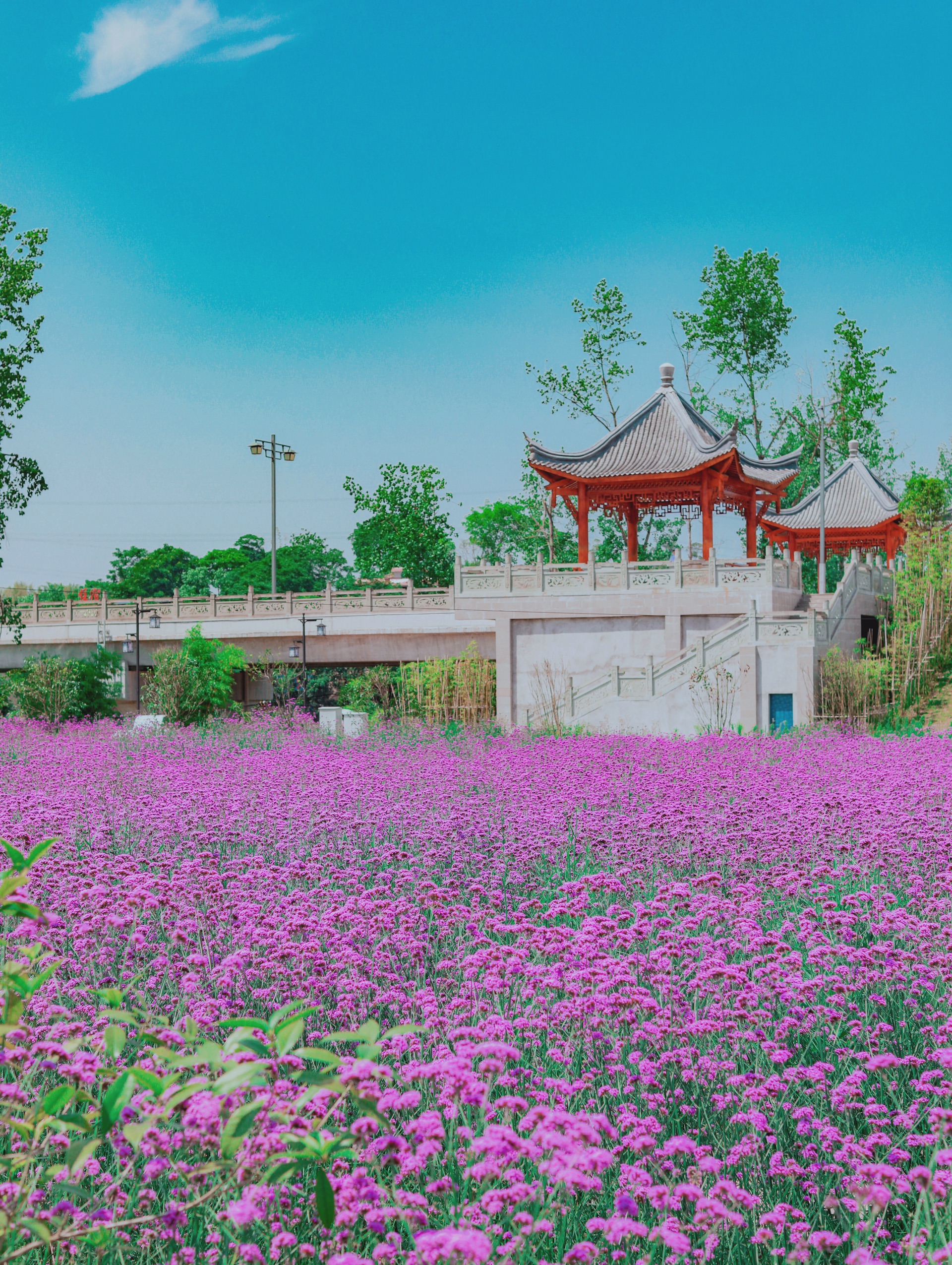 重庆旅游小众拍照秘境，大片紫红花海_万灵古镇