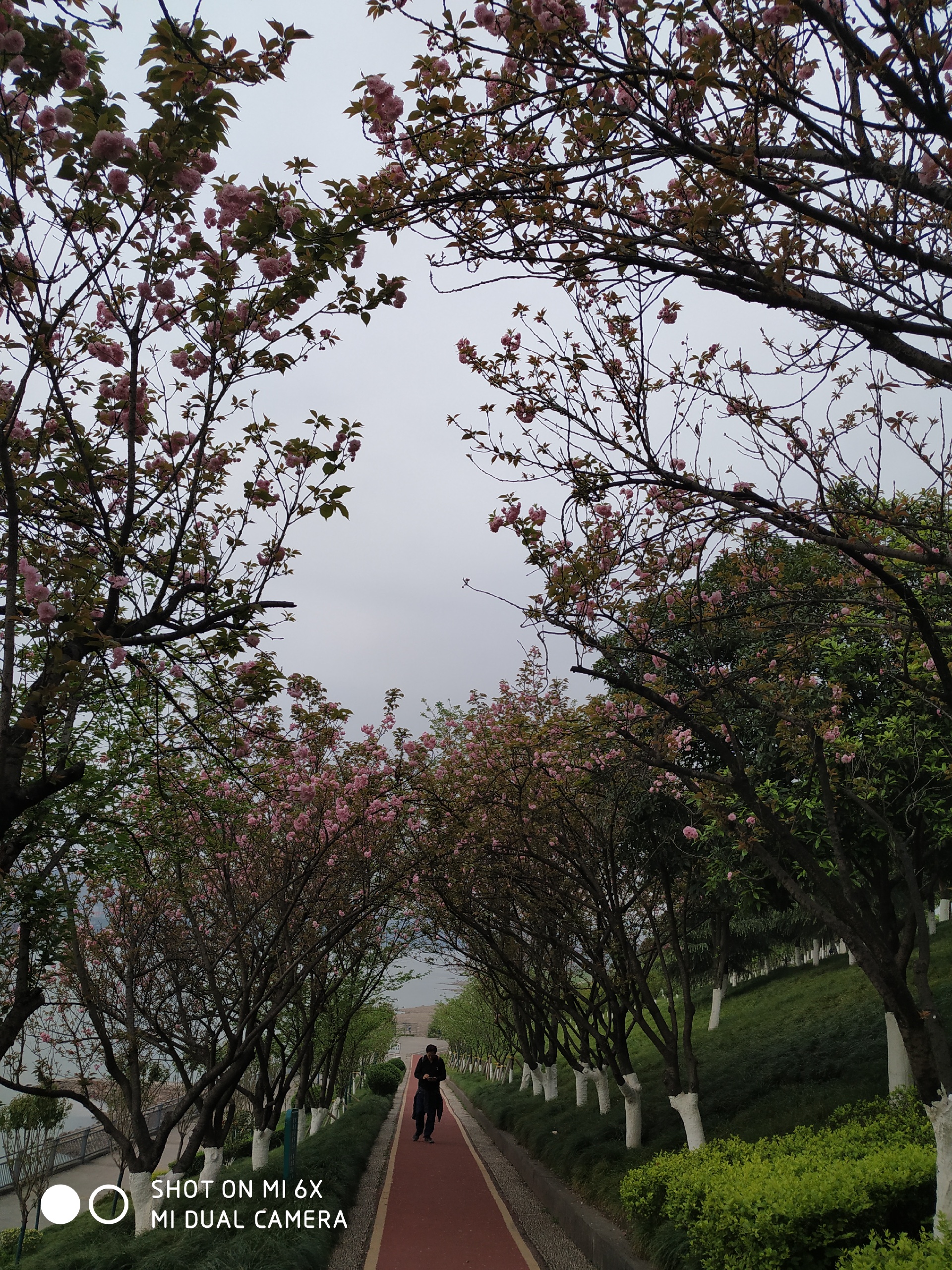 重庆哪里有樱花？又是一年樱花季就在融汇茶花广场这
