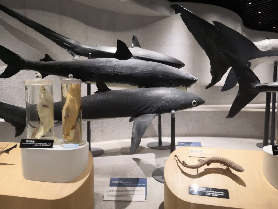 青岛海底世界整合了青岛水族馆、标本馆、淡水鱼馆等原有旅游资源