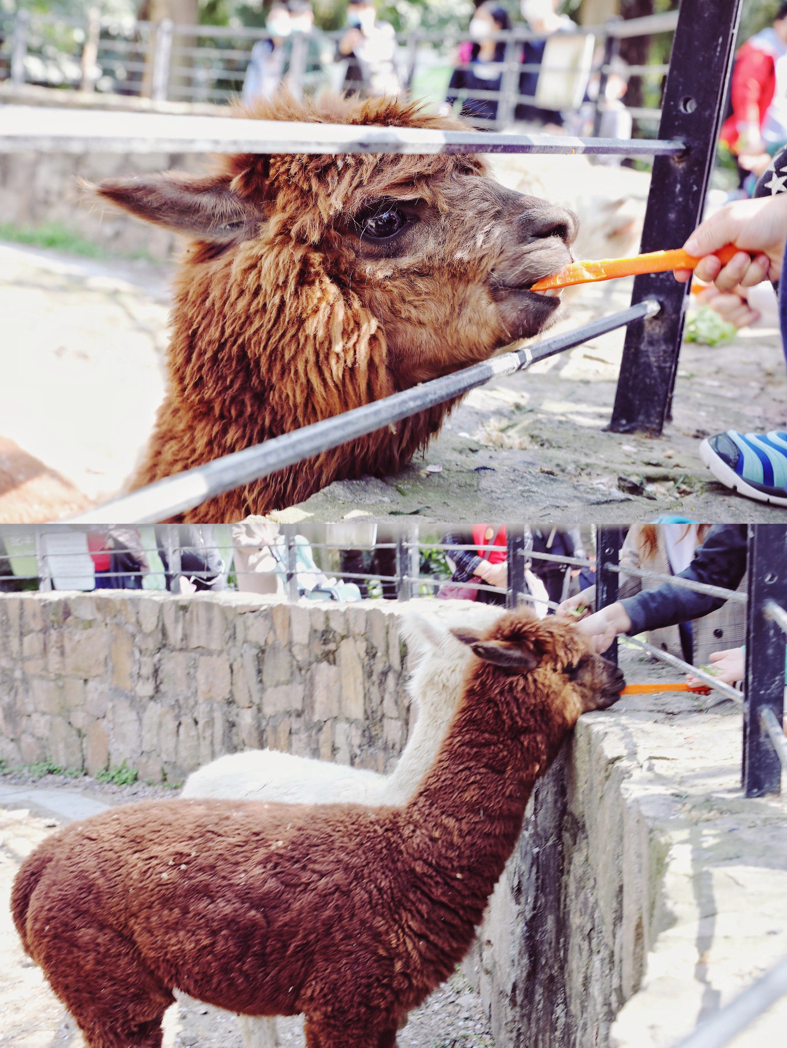 来上海动物园，看动物赏花踏青野餐一园搞定！