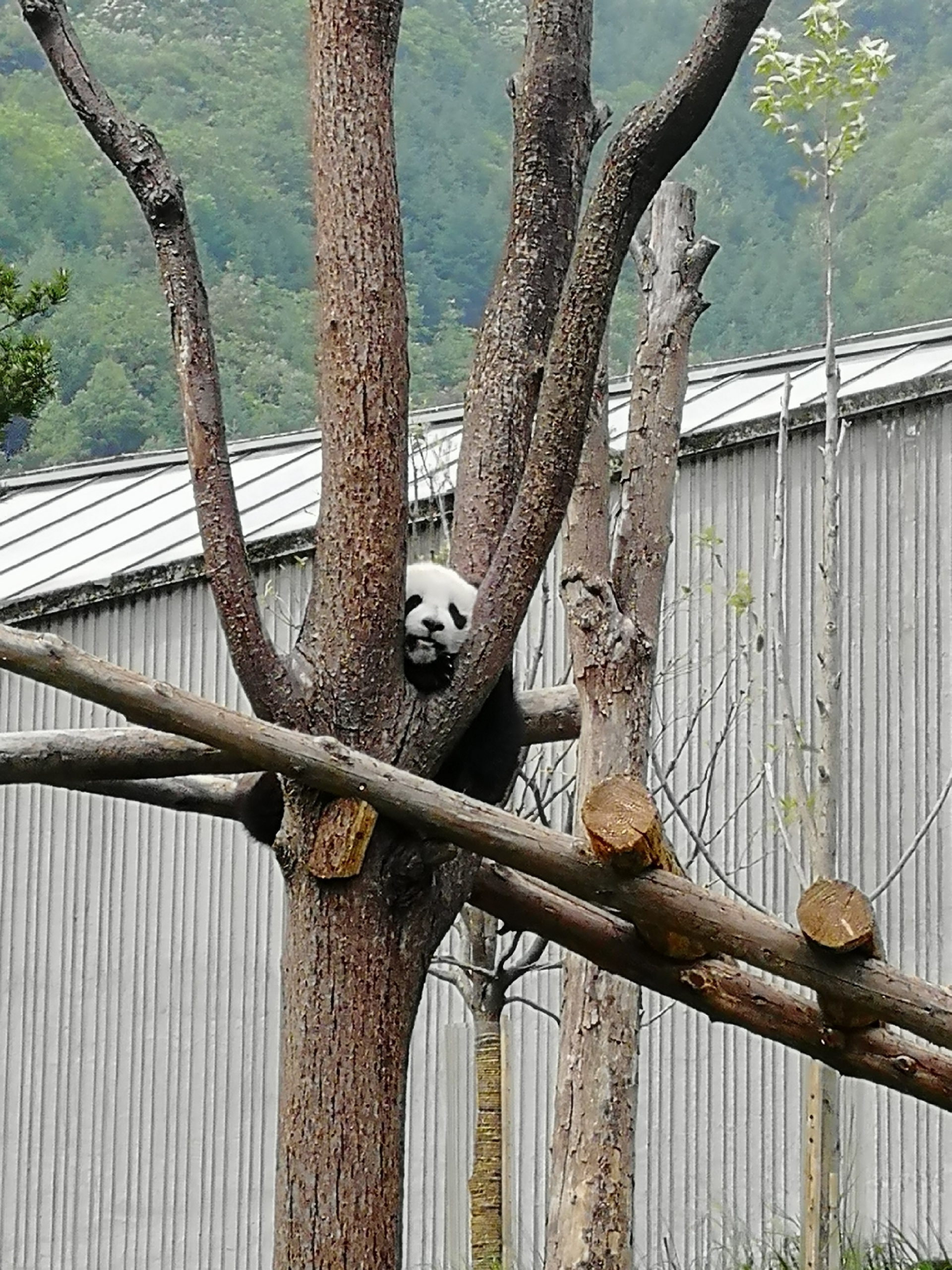 汶川行打卡卧龙中华大熊猫苑景区