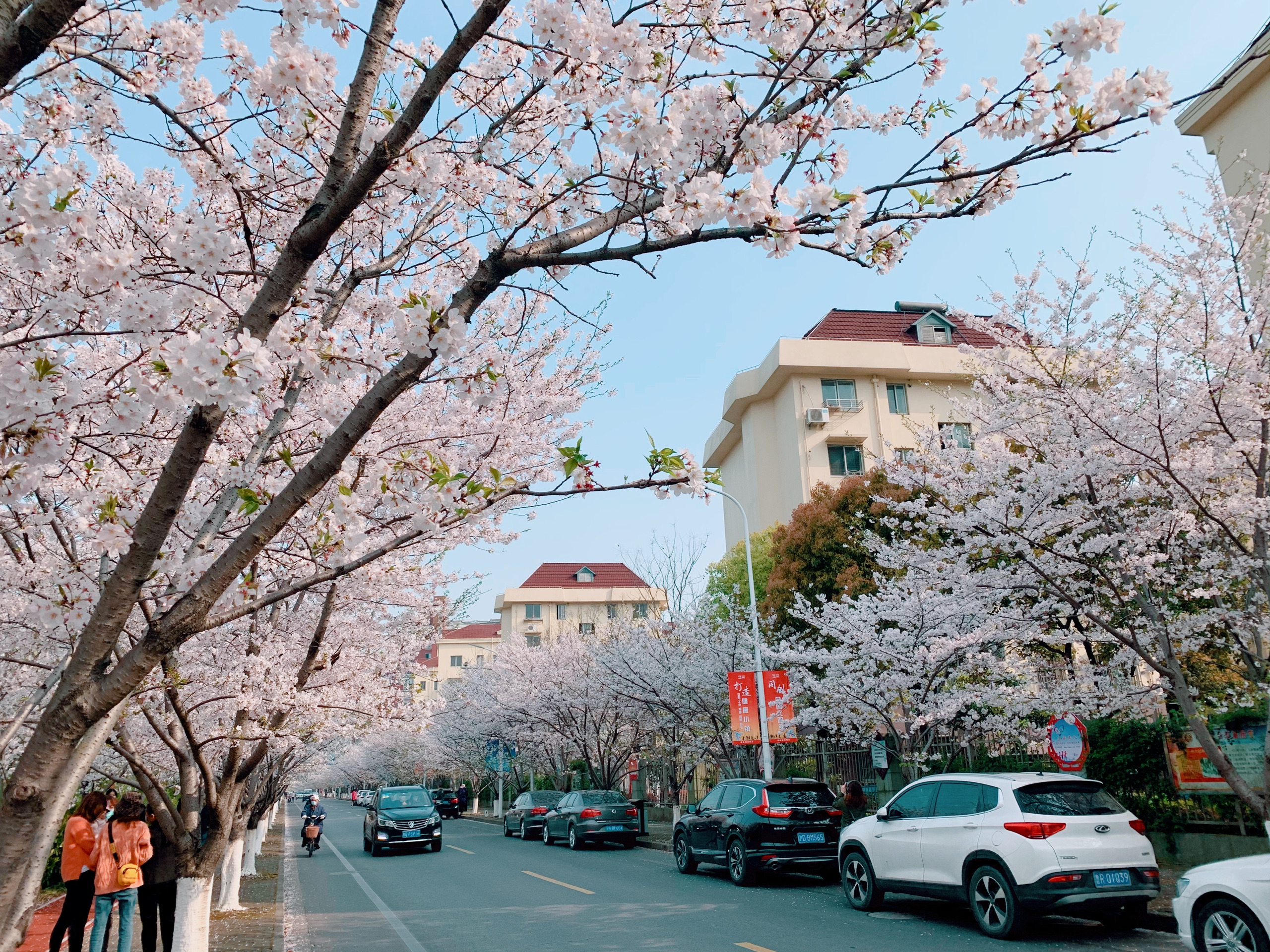 上海免费的樱花大道，一整条开满樱花的路…高东樱花园