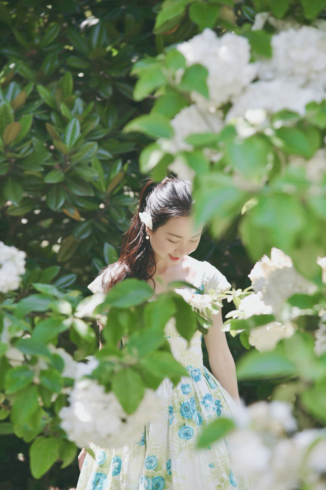 赏花｜初夏的滋味，上海滨江森林公园的木绣球花阵