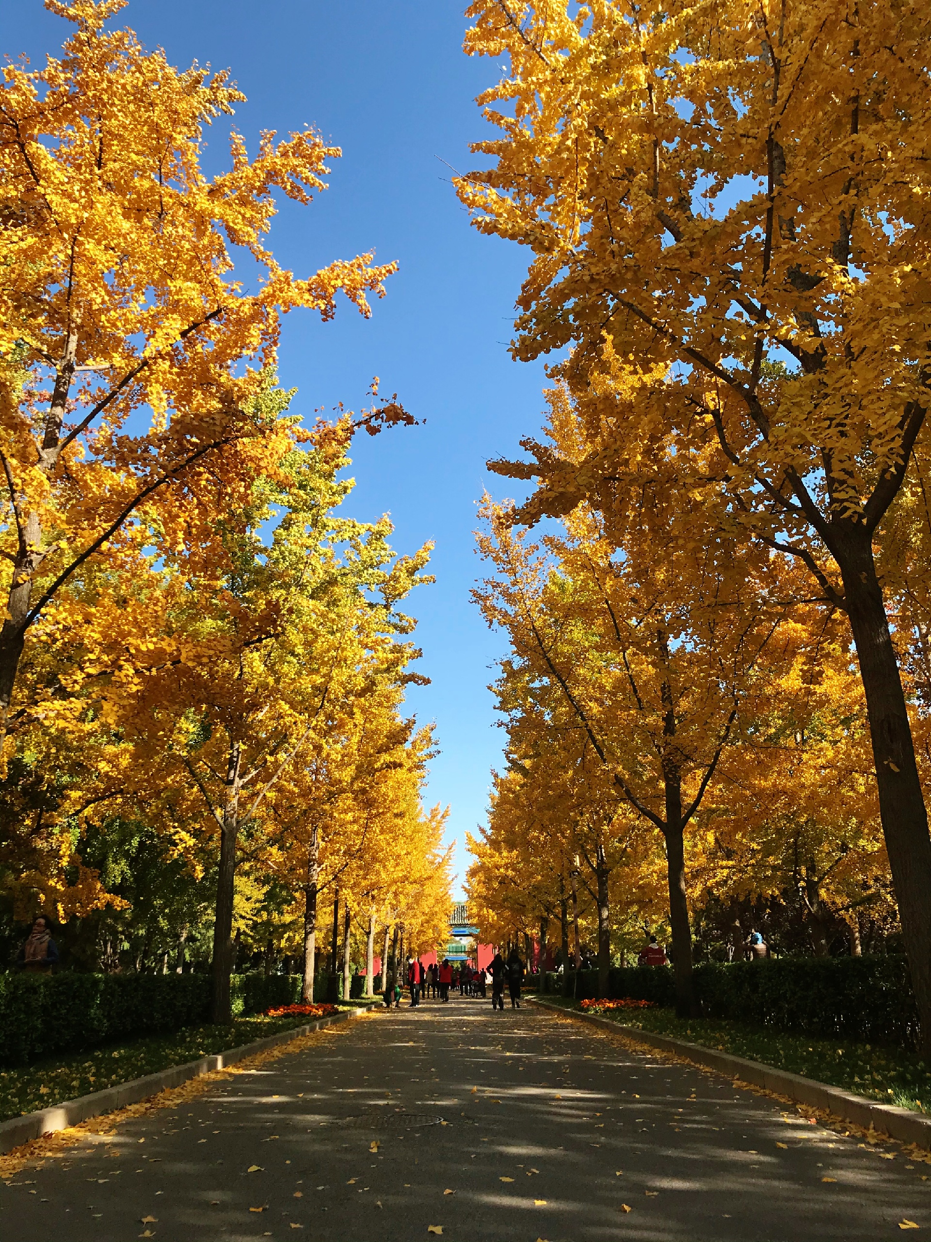 北京赏秋必去，地坛公园金黄一片，错过再等一年
