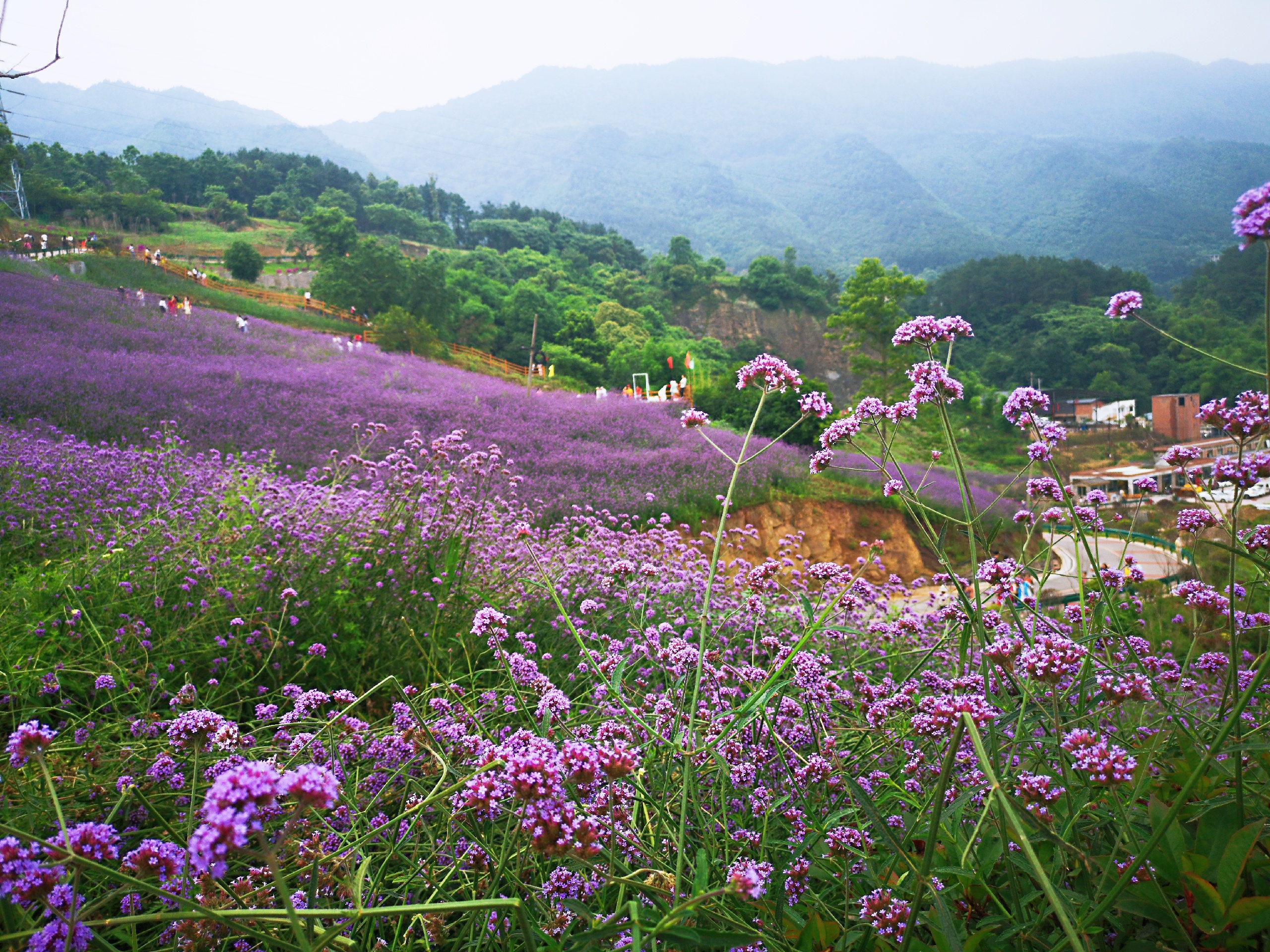 不去普罗旺斯，重庆也有紫色的法式浪漫-北碚自然世界公园