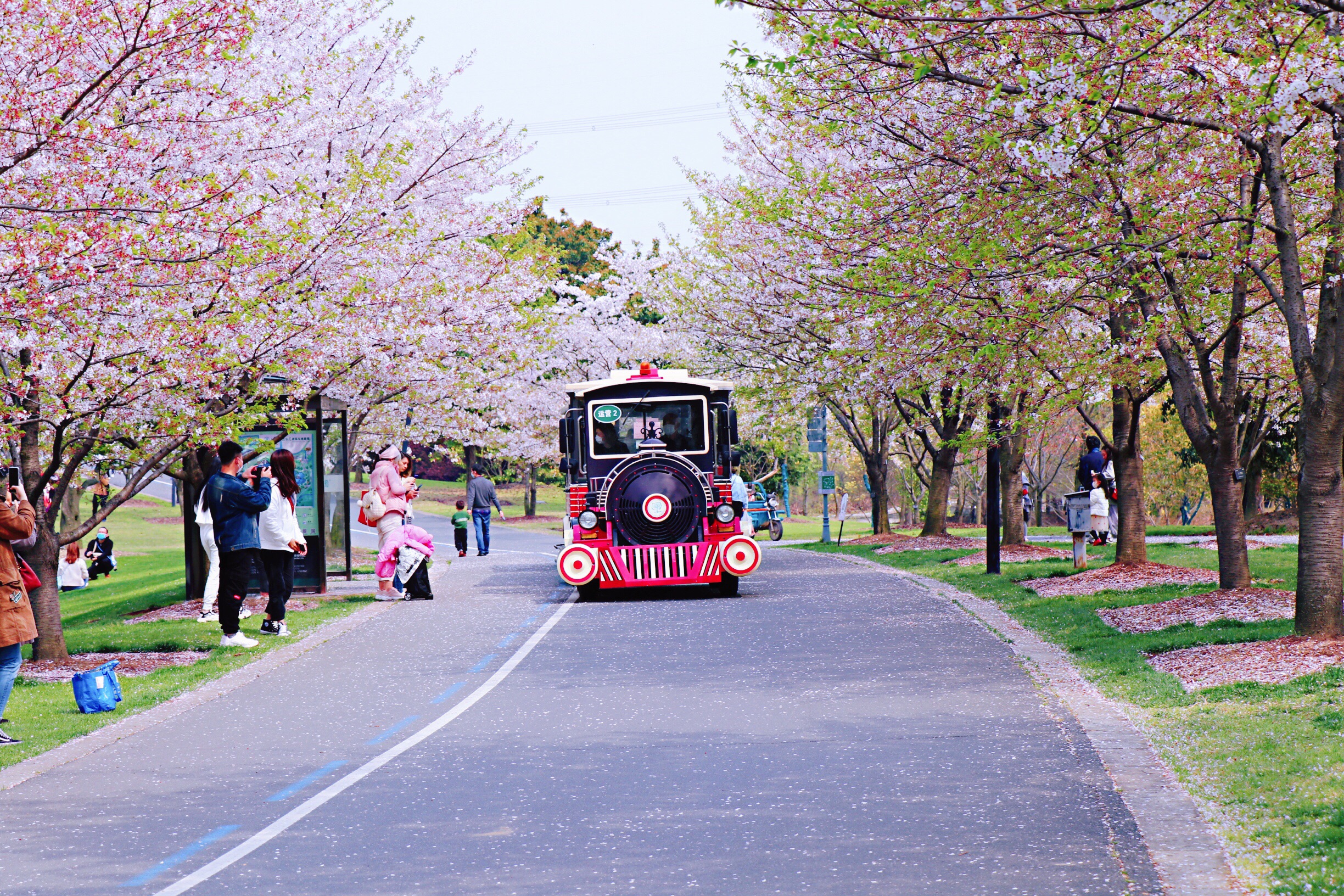看一场樱花雨，抓住上海春天的尾巴_上海辰山植物园
