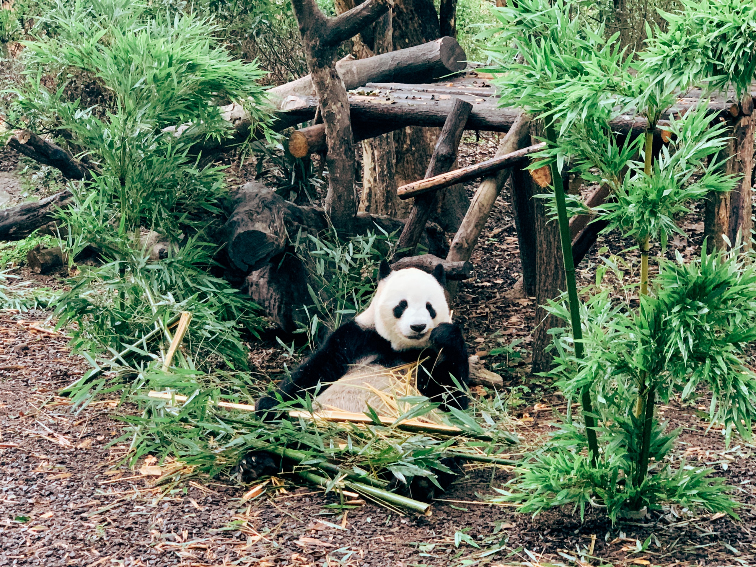 打卡成都大熊猫繁育研究基地-国宝太可爱了