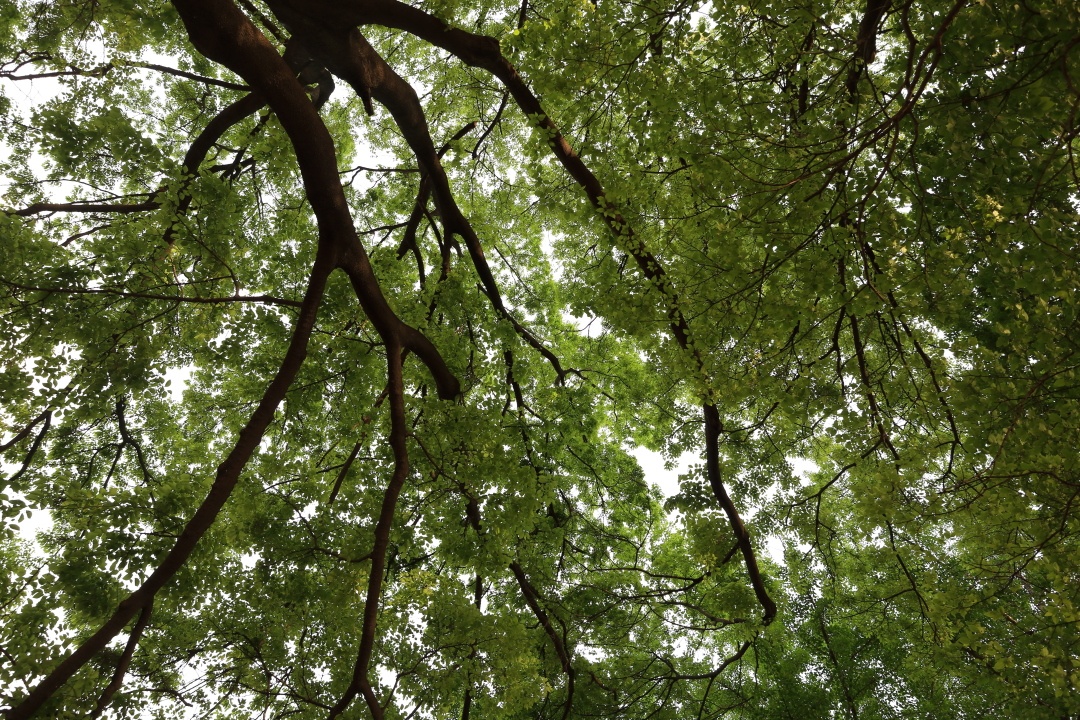 长安公园因为历史比较长园内有许多树龄几十年的参天大树-长安公园
