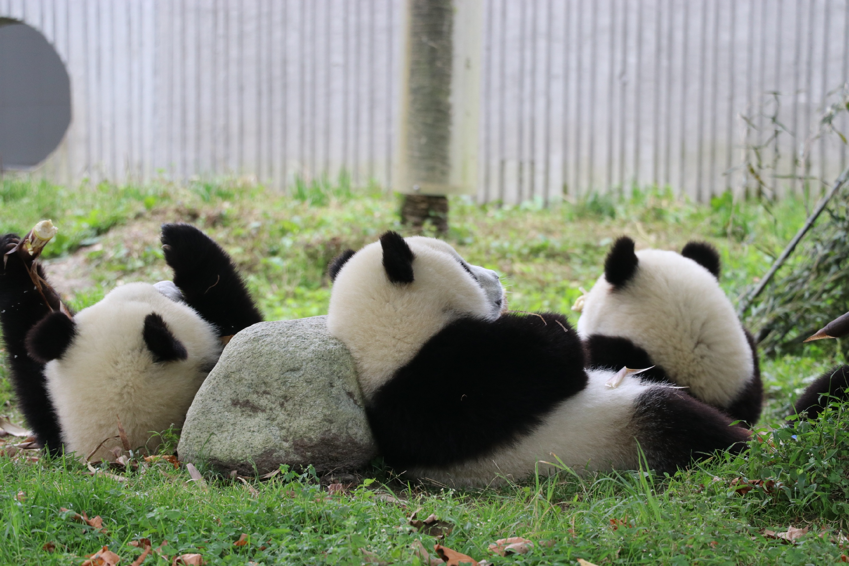 成都周边一个小时车程卧龙中华大熊猫苑神树坪基地 大概可以看到40多只大熊猫