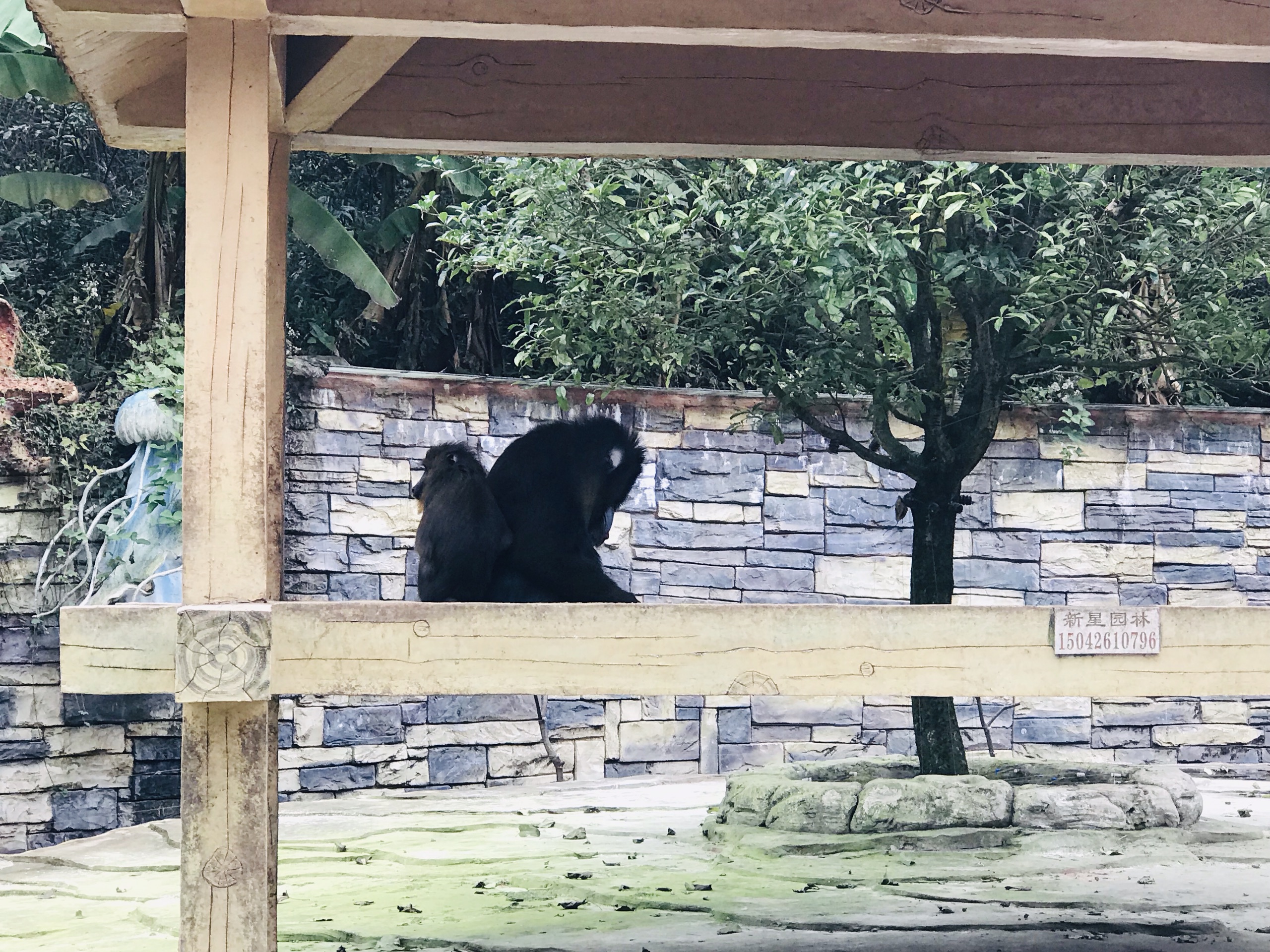 淡季去喂长大了的熊孩子，到贵州唯一的野生动物园