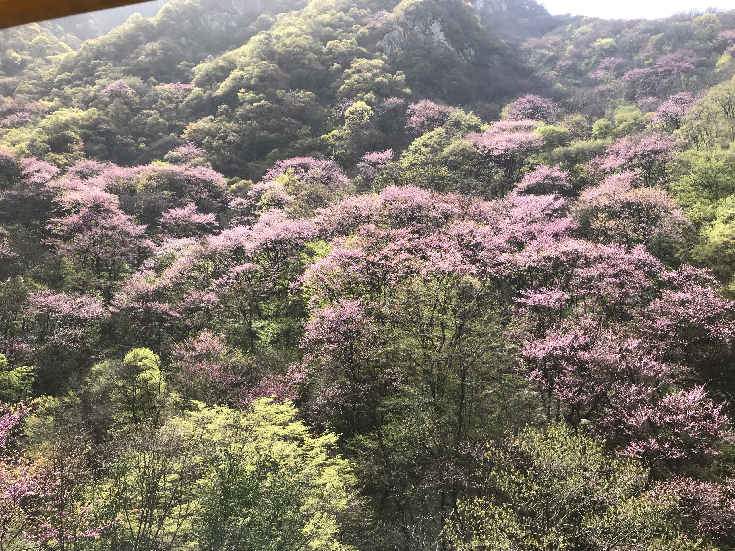 漫山遍野紫荆花-太平国家森林公园由于疫情期间，对外门票免费人比较多