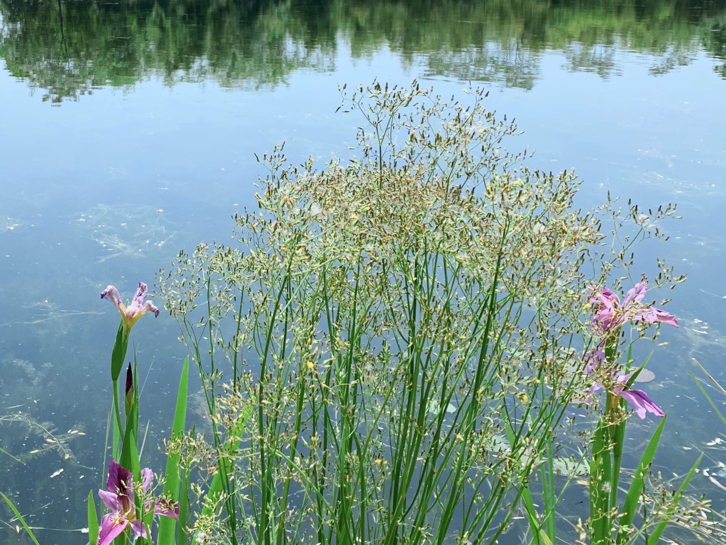 洪园｜西溪湿地里花朵儿的世界_西溪湿地洪园
