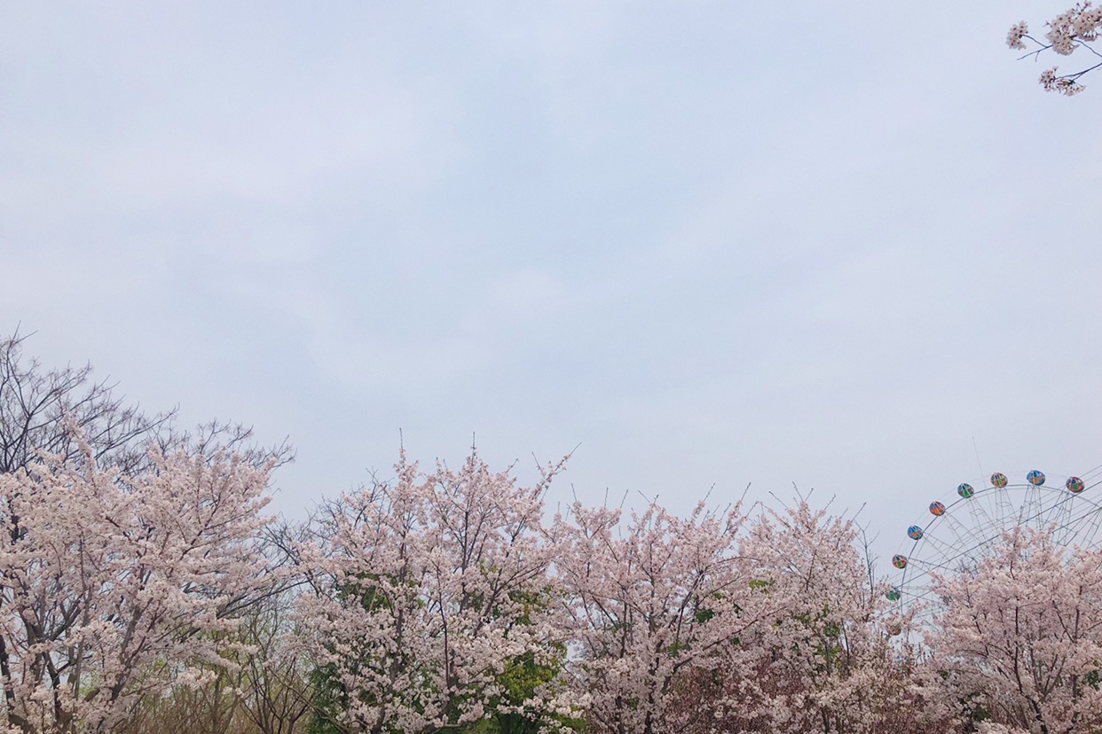 淮安樱花园樱花盛开的季节，是拍照最好的时刻，一年一季