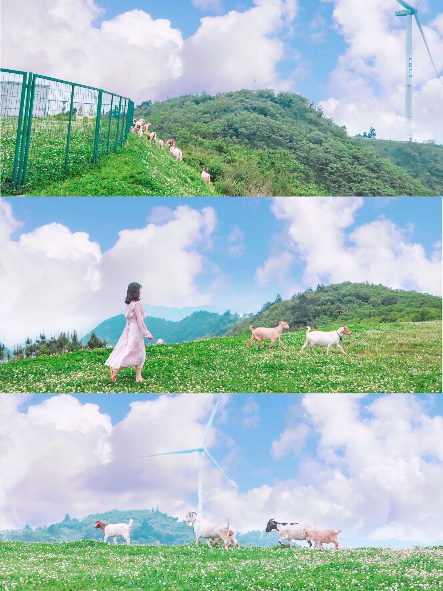 重庆版免费“荷兰农场”，山顶上看风车追羊，超田园！_南天门阳光美地度假村