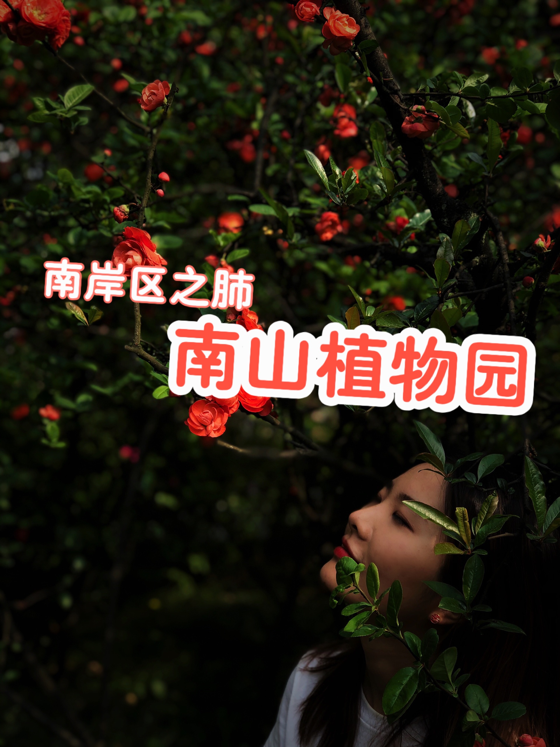 南岸区之肺——春游踏青赏花_重庆南山植物园
