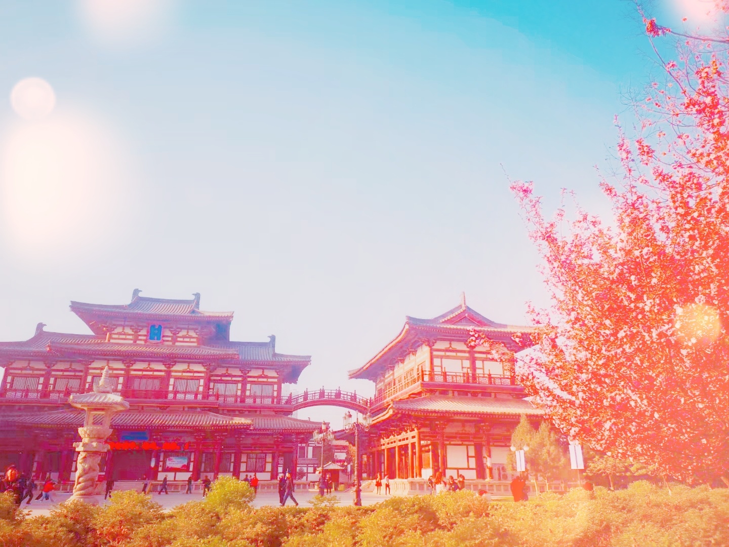 在西安日系赏樱_在西安也能看到美美的樱花-拍出美美的照片