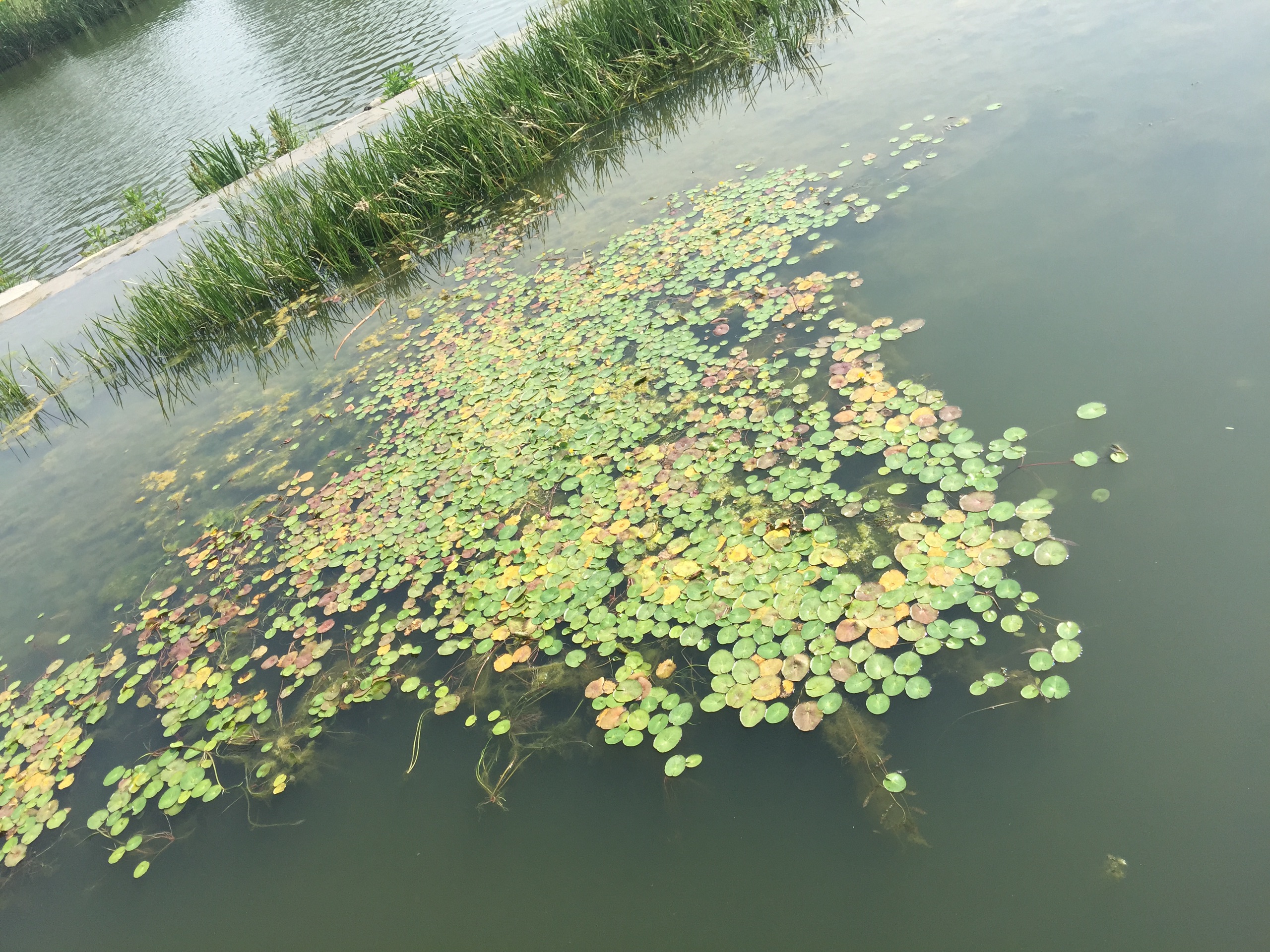 北京近郊周末一日游门头沟莲石湖湿地公园
