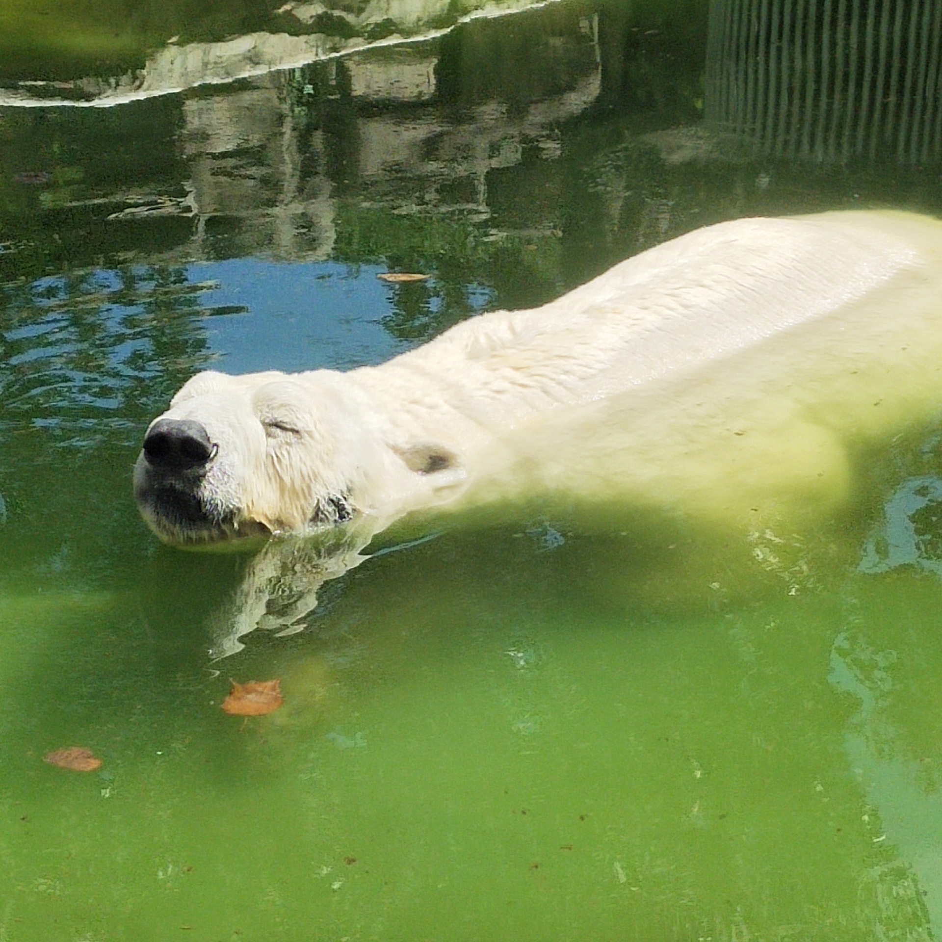 穷游好去处，还能看到小动物-北京动物园