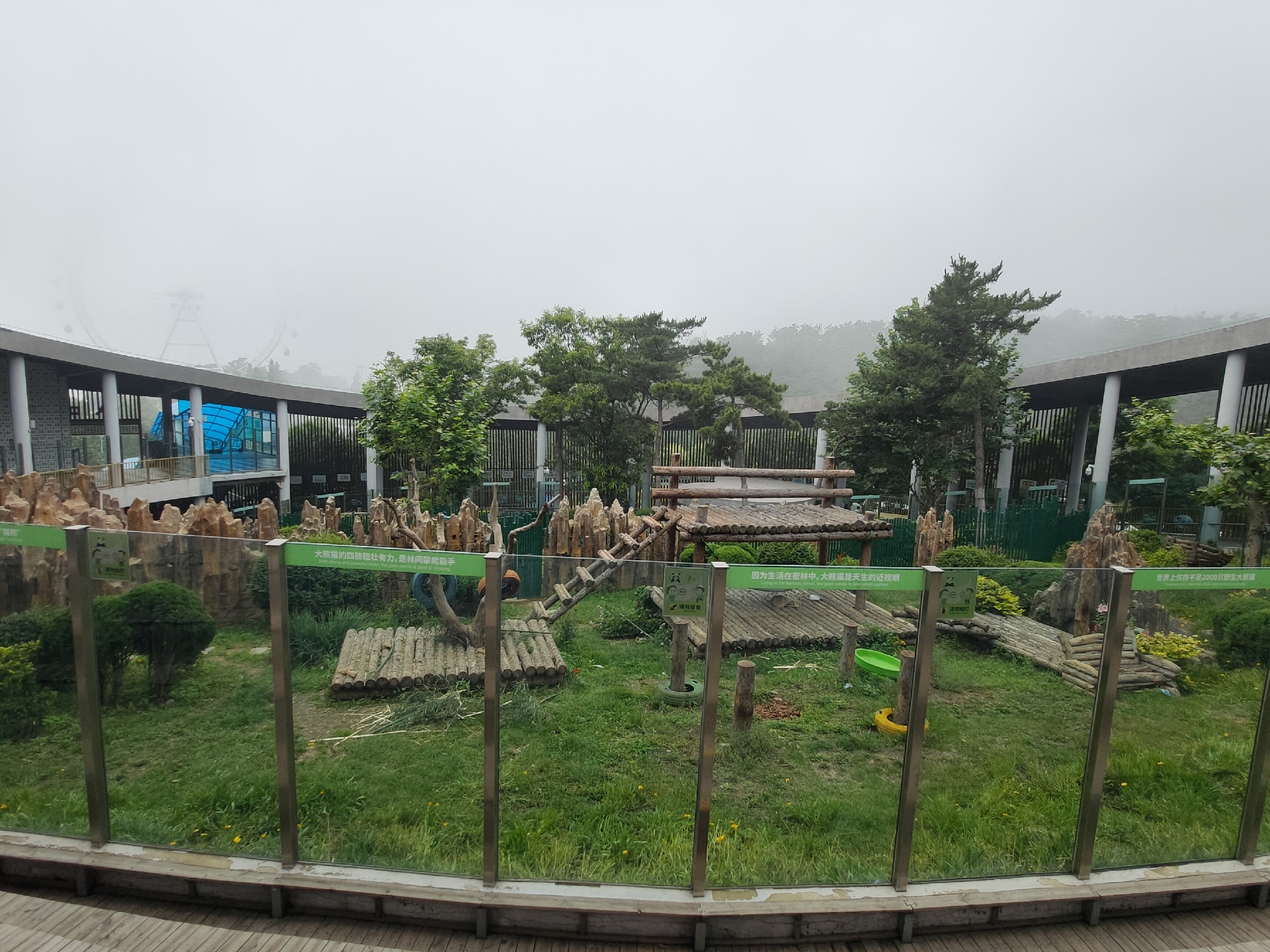 大连森林动物园里看国宝熊猫
