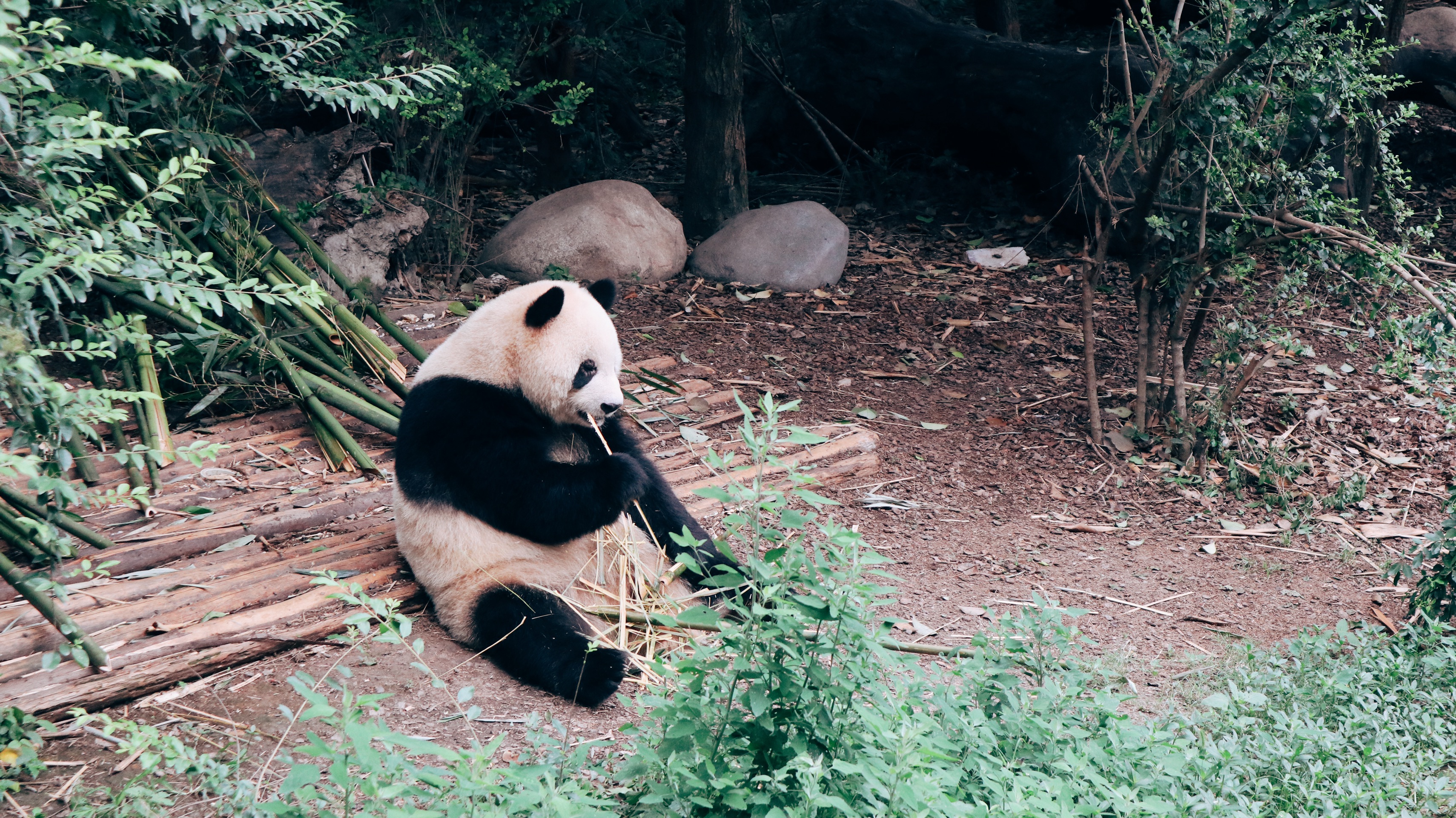 成都大熊猫繁育研究基地-成都大熊猫繁育基地好玩吗？可以看熊猫吗？