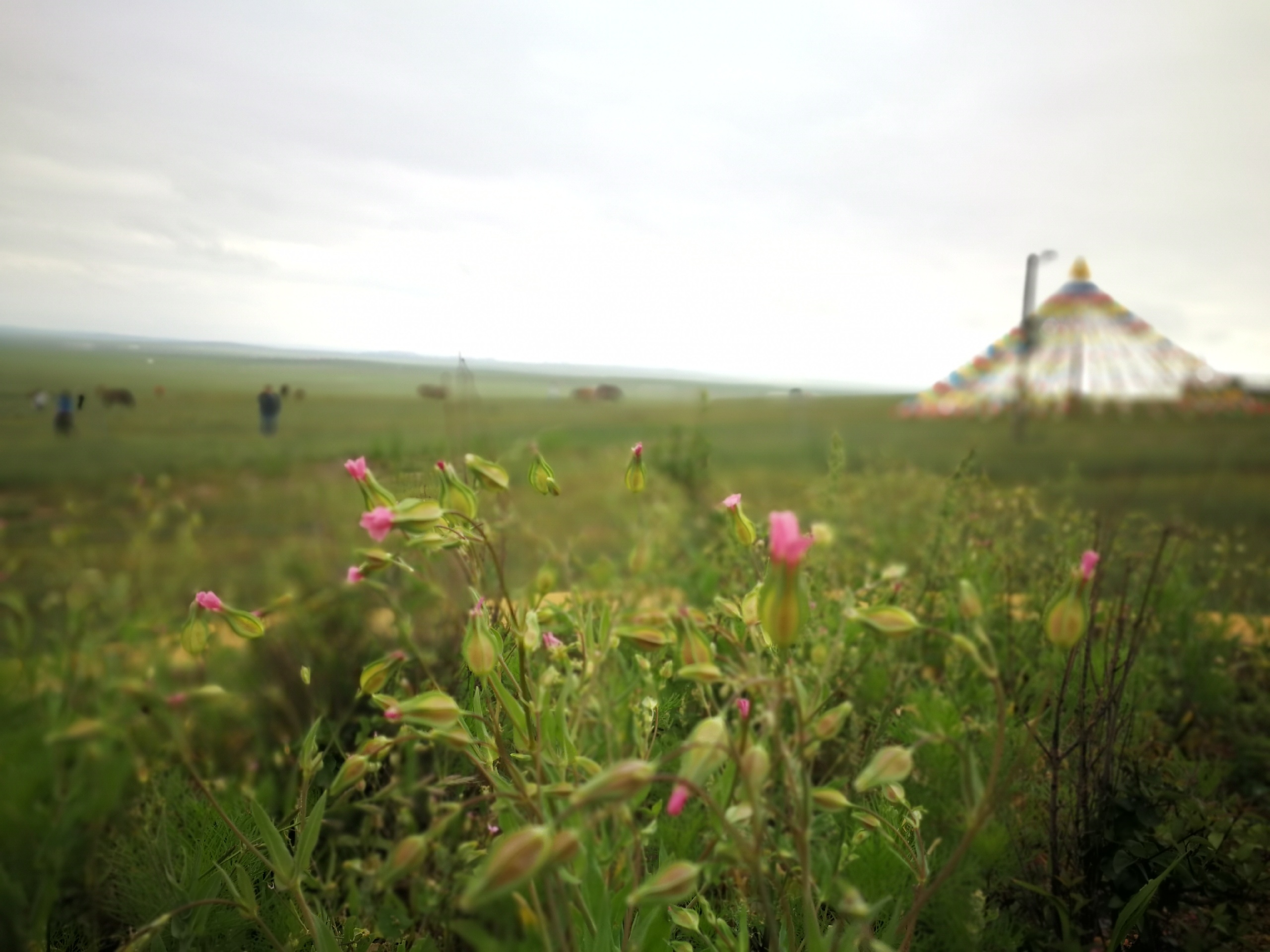 希拉穆仁大草原我内蒙的家-红格尔敖包旅游景区