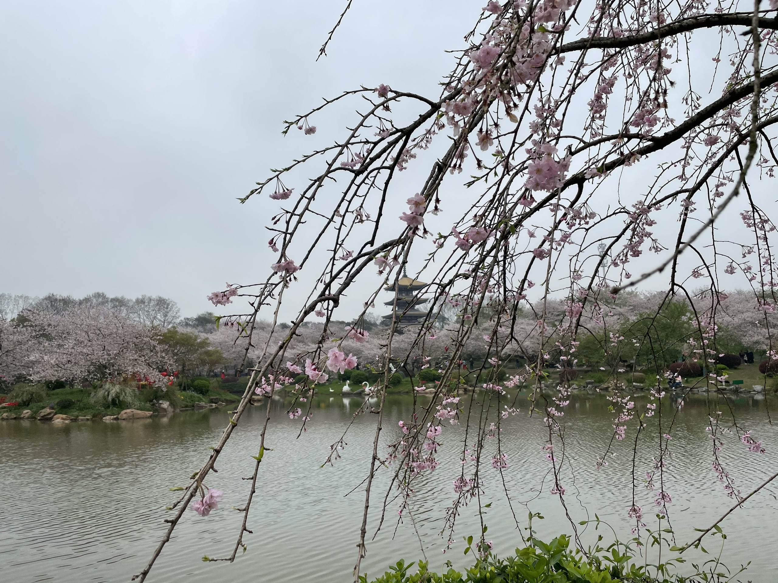 2021赏樱之旅-武汉东湖樱园