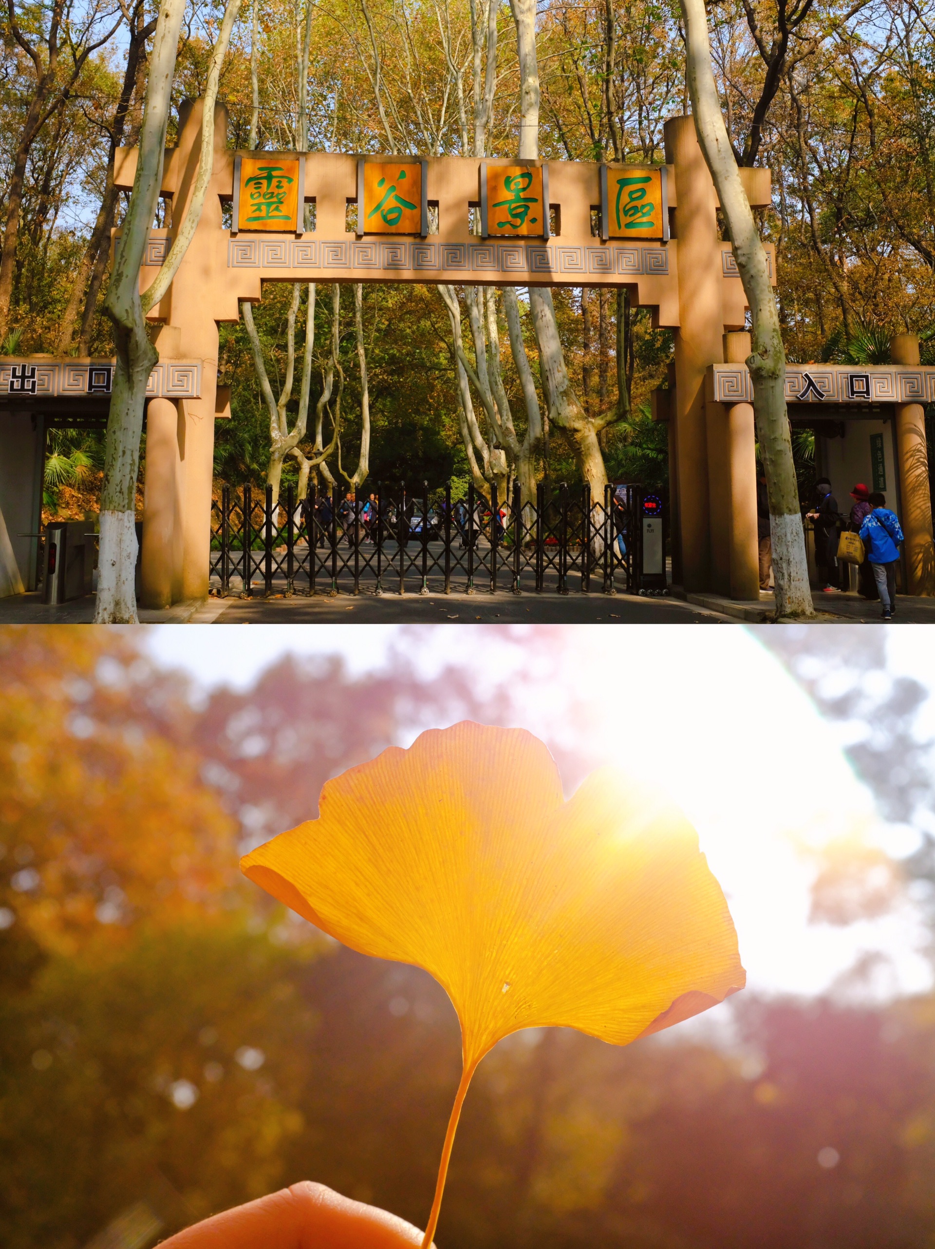 秋天｜到了灵谷寺最美的时候
