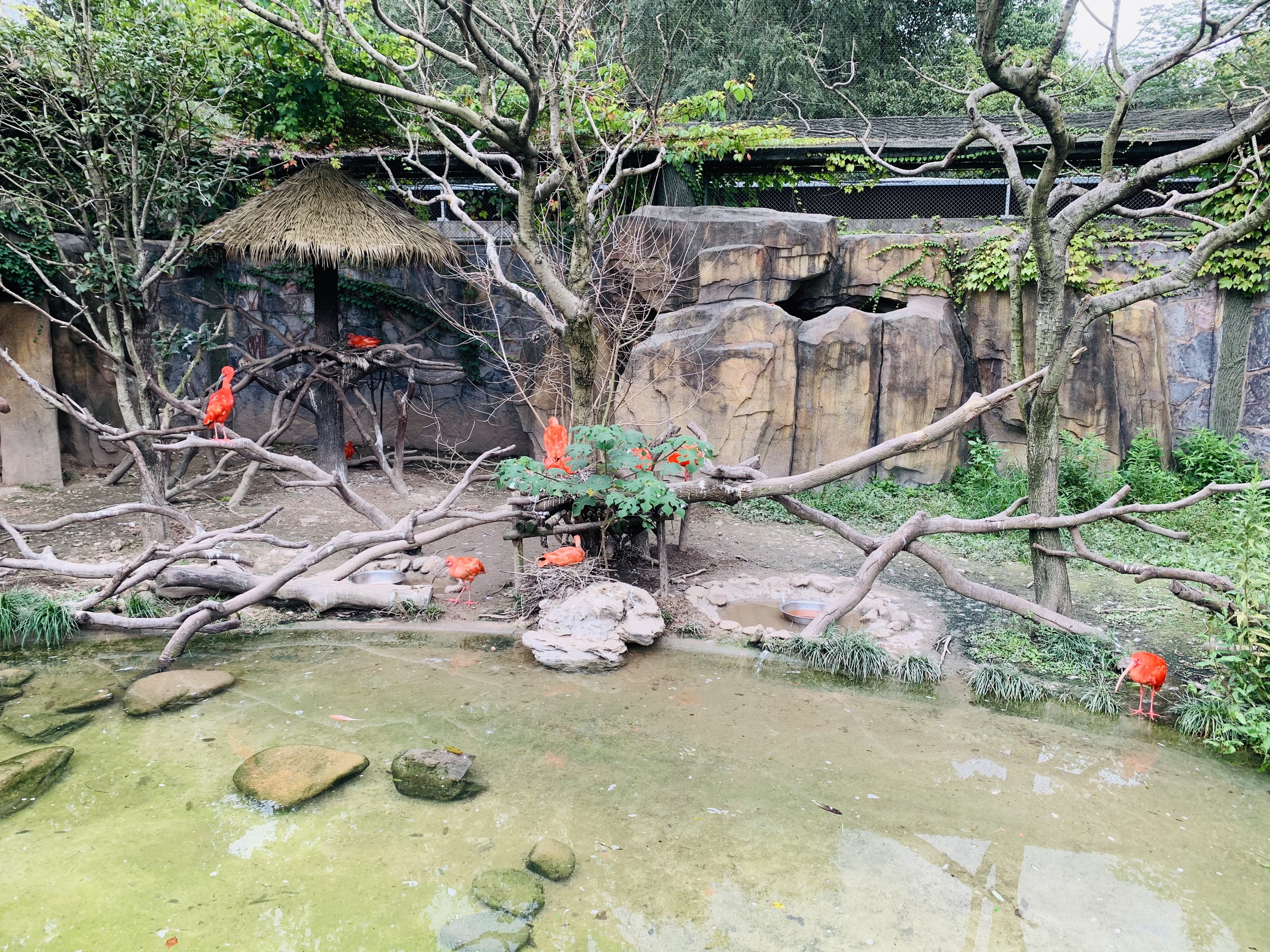 上海野生动物园国庆期间也能错峰玩不需要排队哦