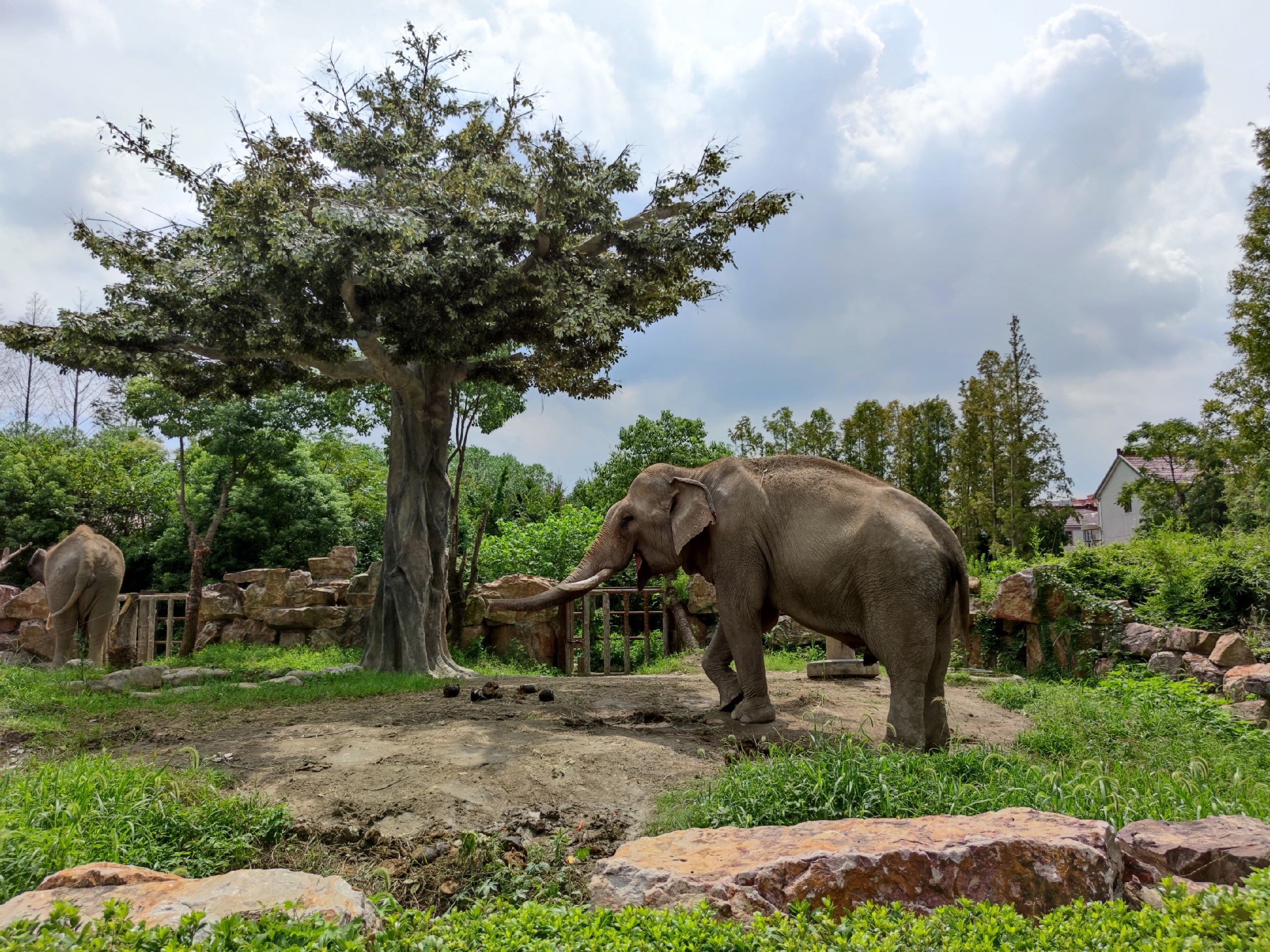 上海野生动物园-2020最新上海野生动物园图片大全