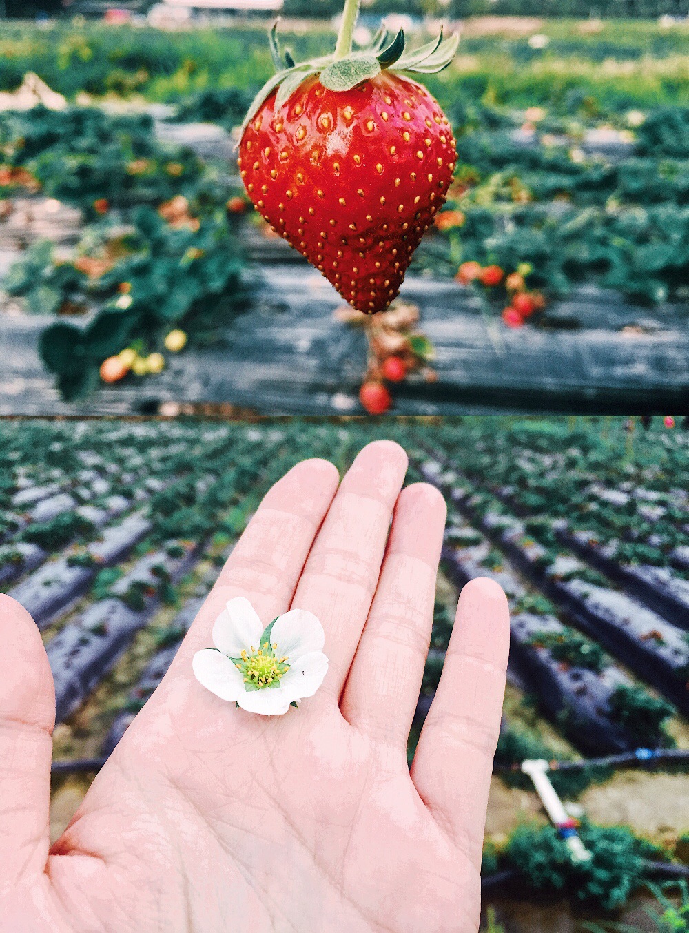 春天周末好去处|最全广州各区草莓园地图攻略-广州哪里有草莓采摘园