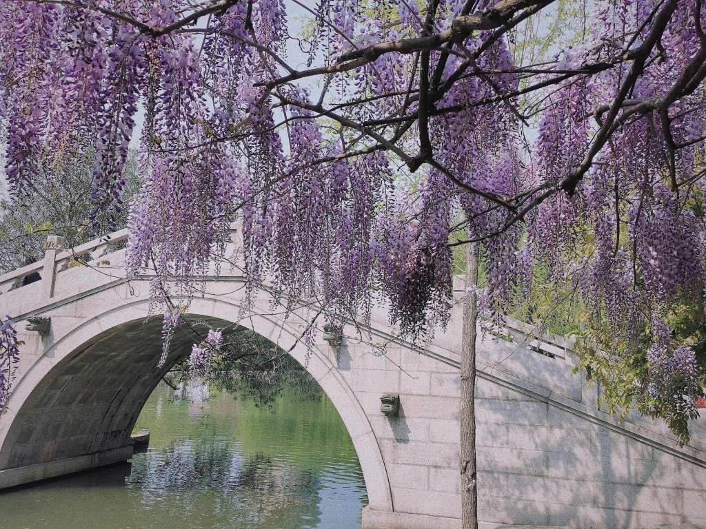 上海市区赏花|紫藤篇_杨浦公园
