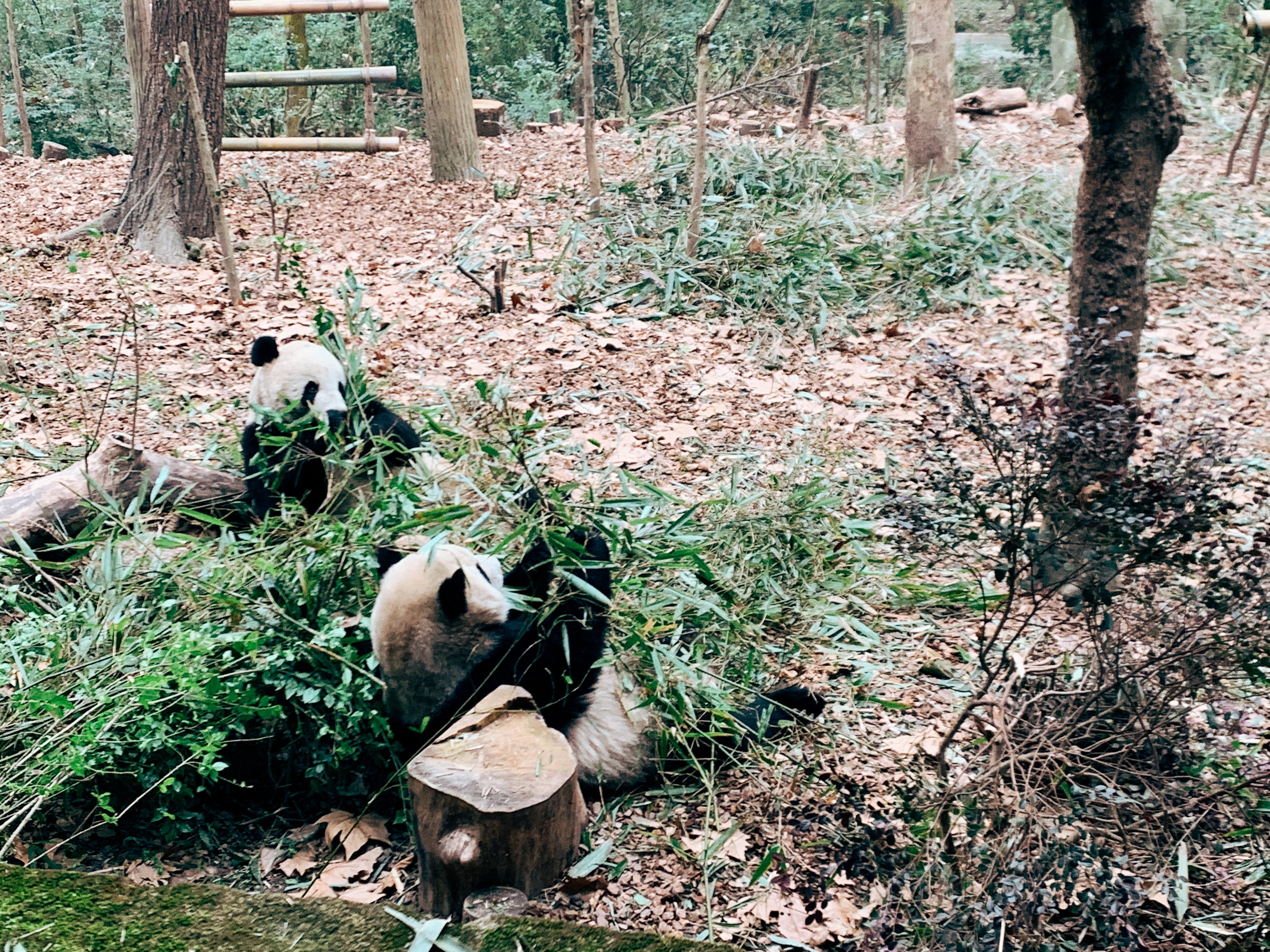 成都大熊猫繁育研究基地里面躺吃躺睡一天
