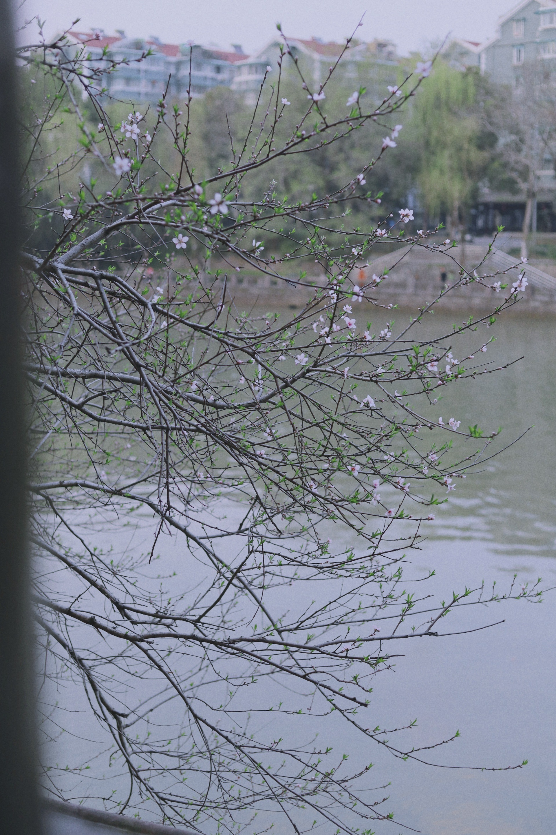 2022杭州的樱花开了（杭州免费看樱花最好的地方）