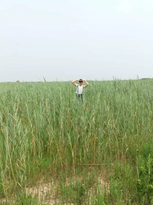 天津极其难得的一片绿洲——七里海国家湿地公园