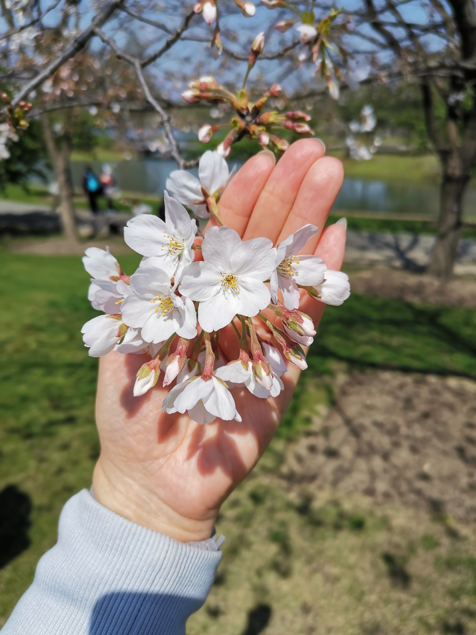 2021辰山植物园赏樱体验开往春天的列车
