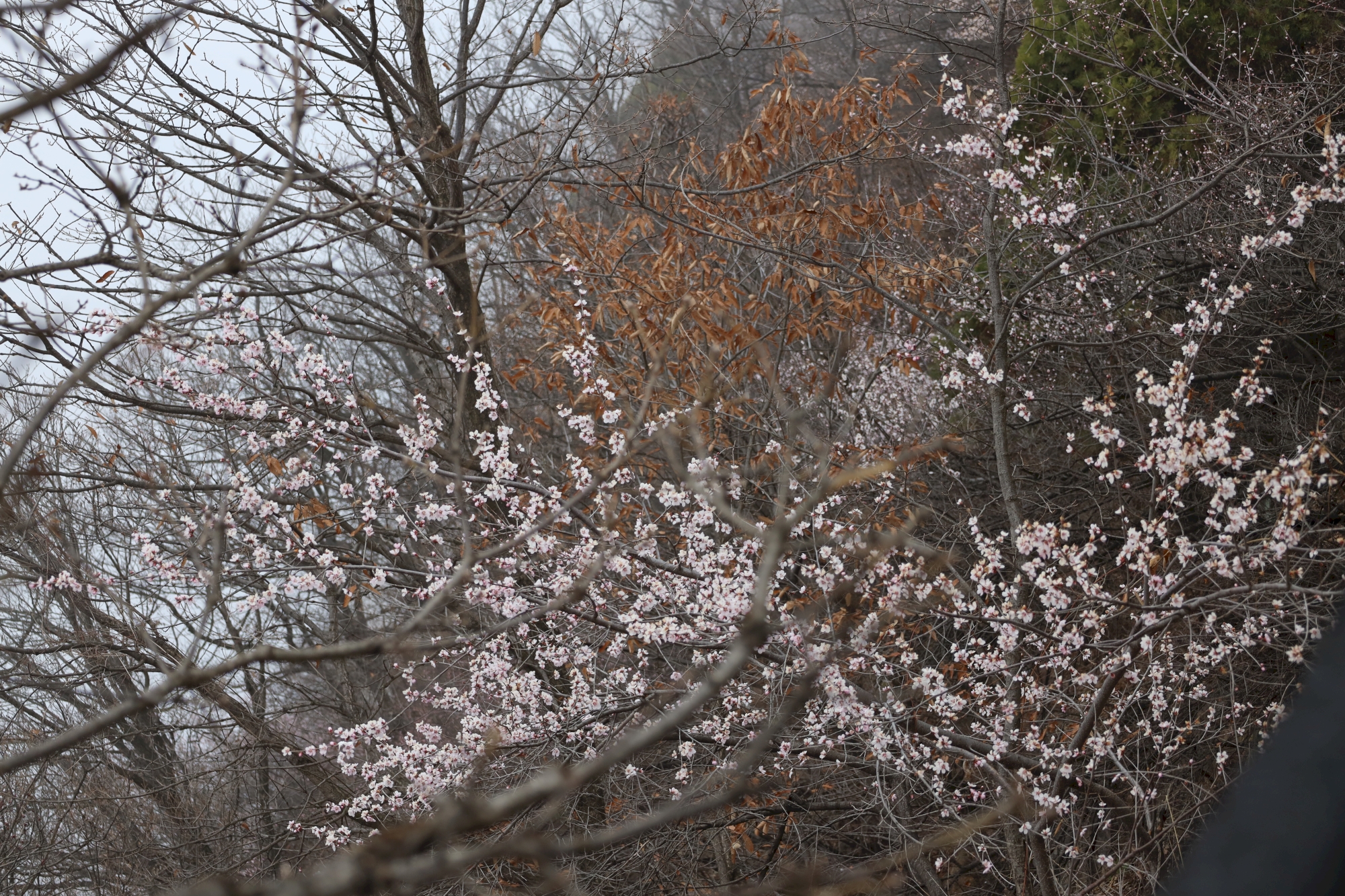 新乡的山区的春天在哪里？你知道吗？来回龙天界山赏桃花