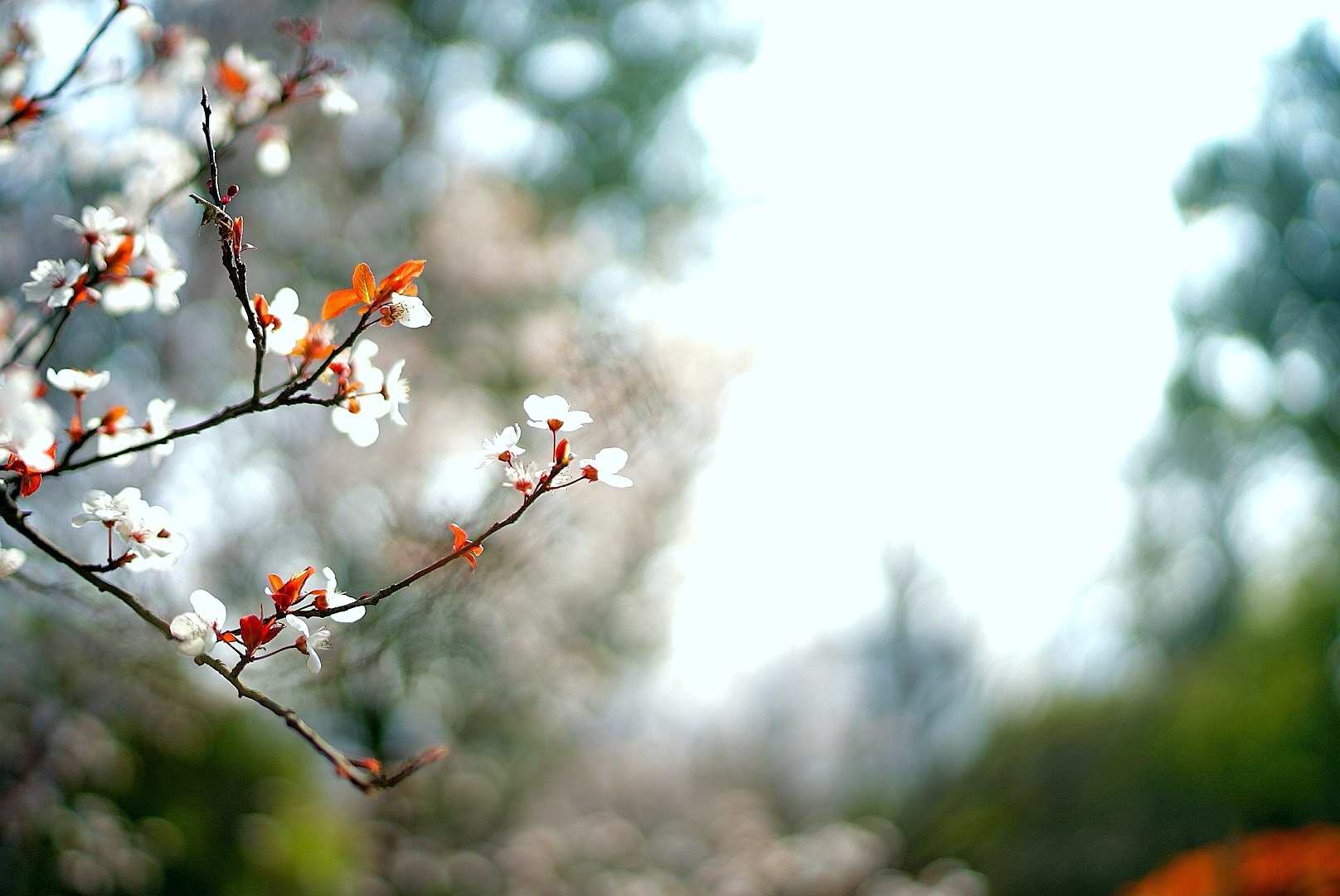 21年3月14为止无锡金匮公园的樱花还没开放