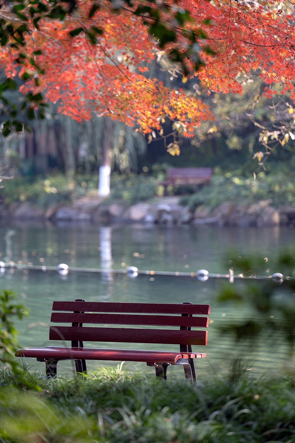 杭州哪里赏秋？杭州的秋天有多绝，花港观鱼的红枫美翻了‼️
