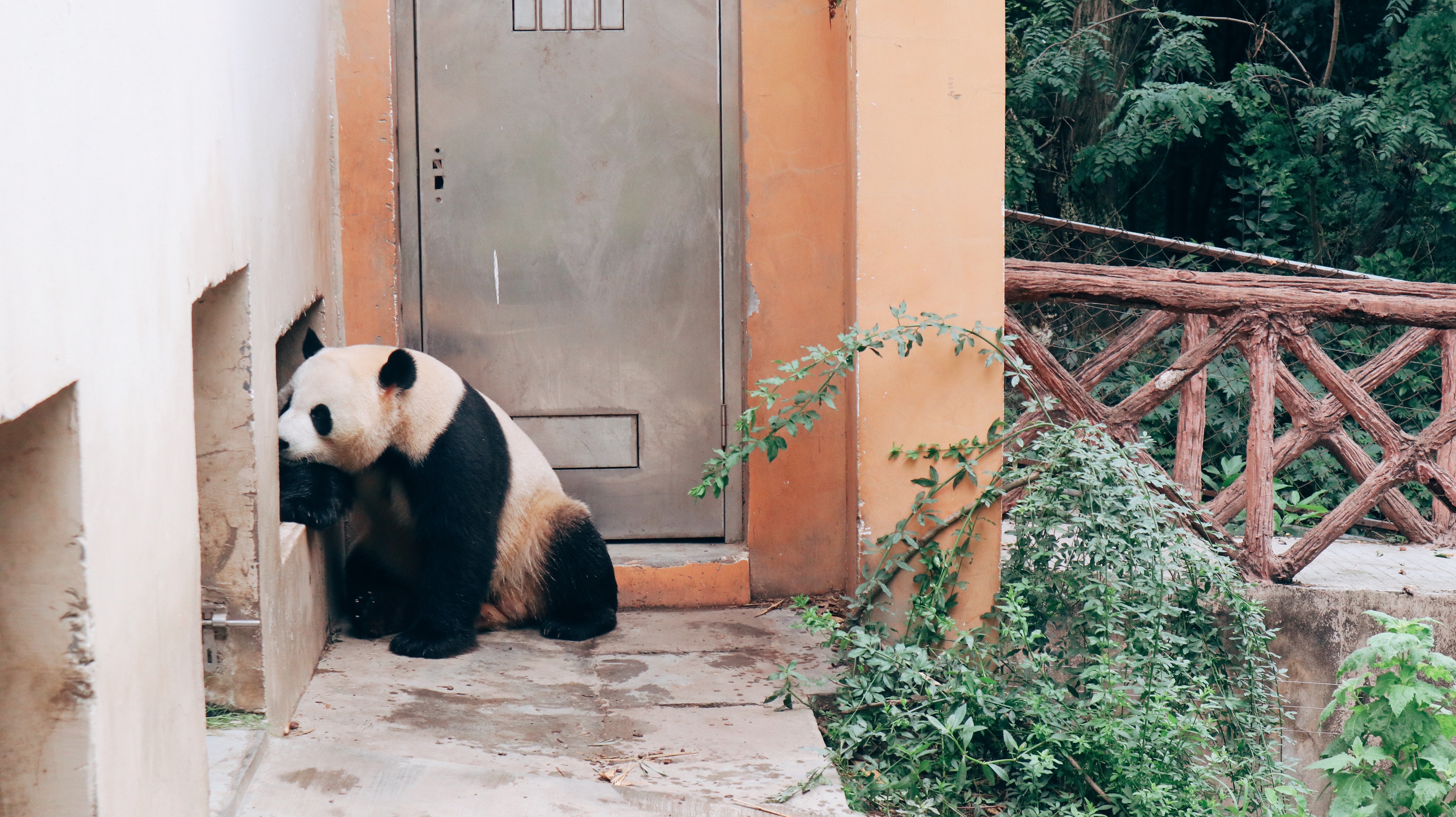 成都大熊猫繁育研究基地-成都大熊猫繁育基地好玩吗？可以看熊猫吗？