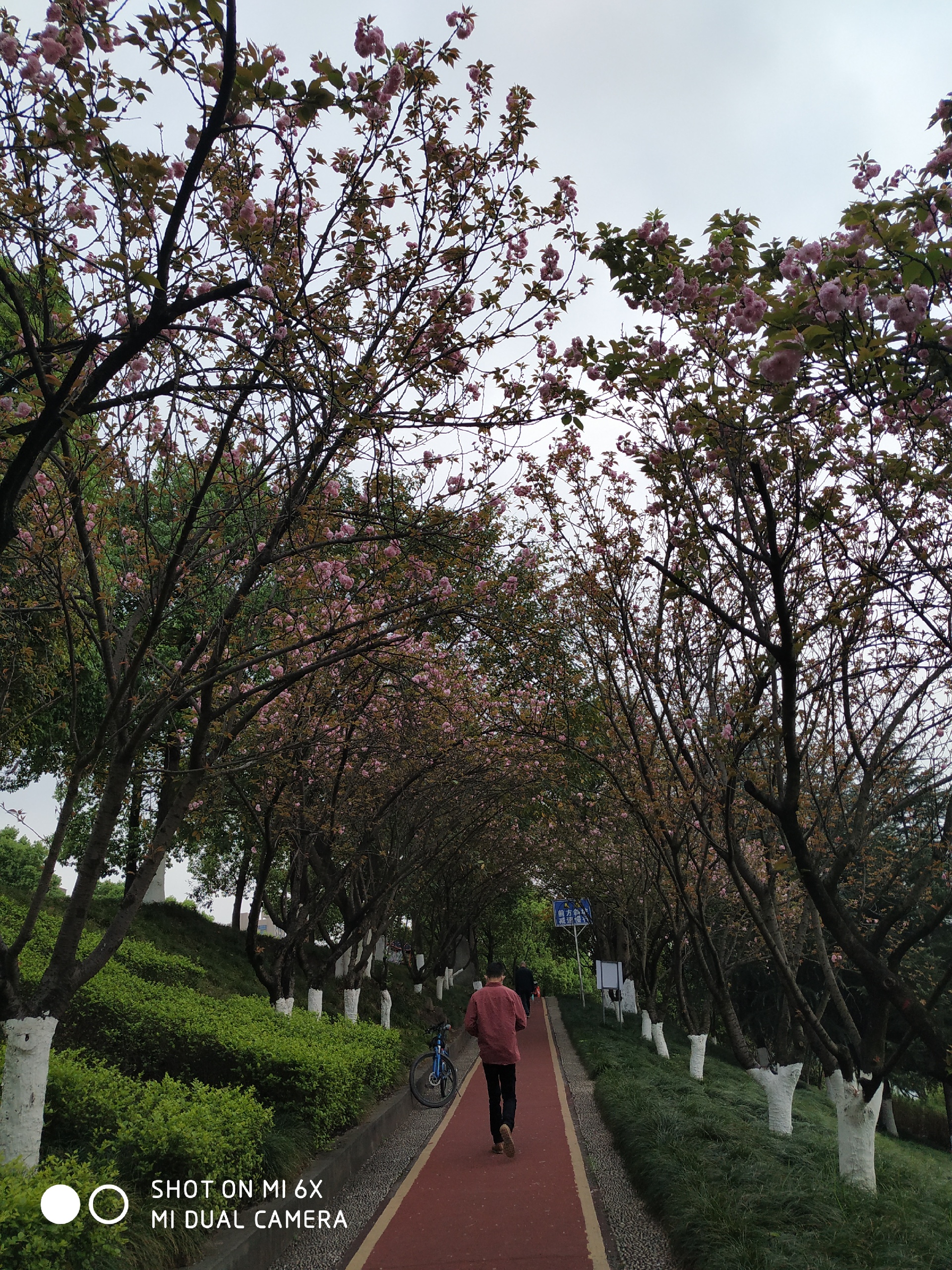 重庆哪里有樱花？又是一年樱花季就在融汇茶花广场这