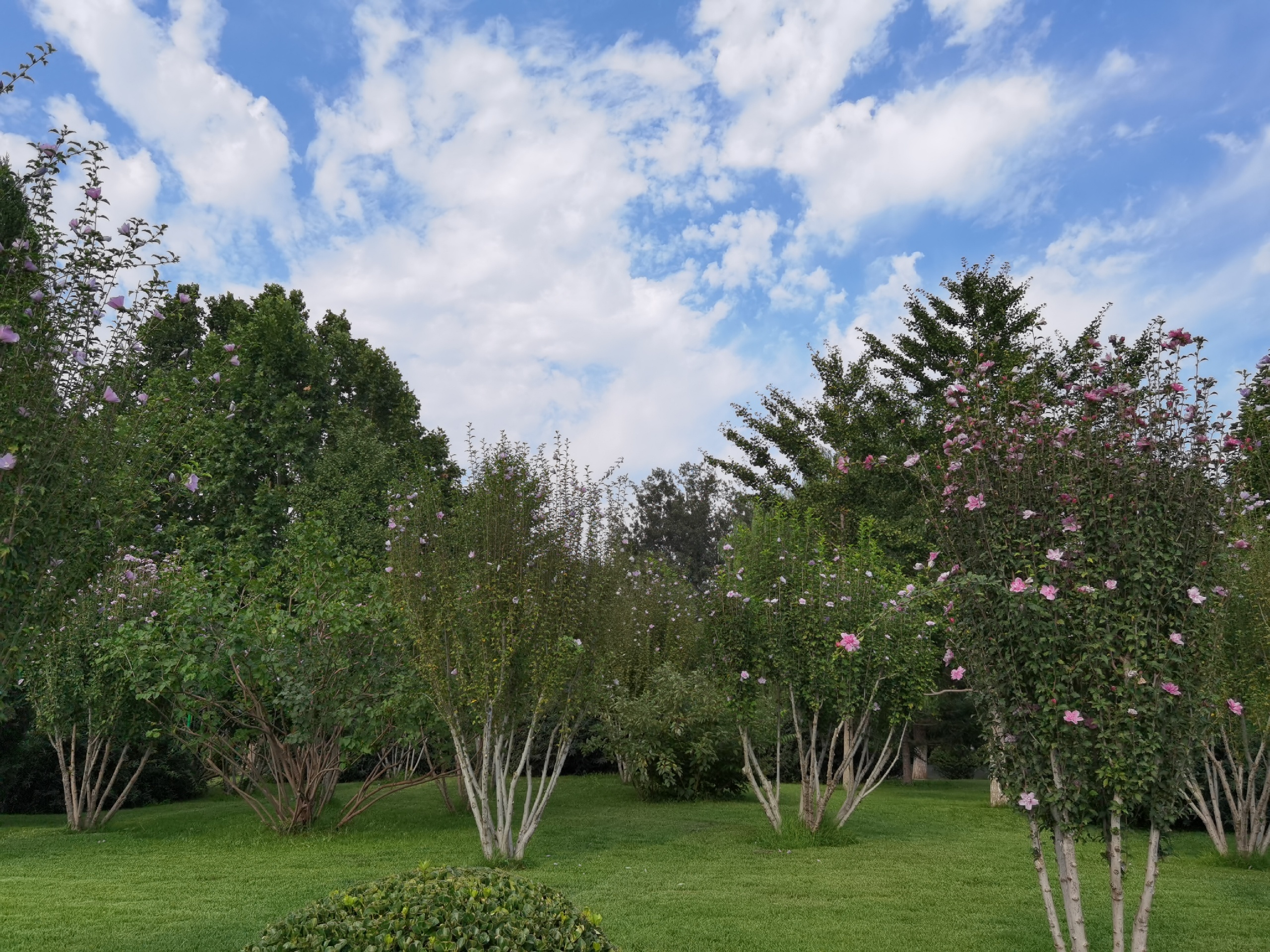 梨园主题公园-公园里面木槿花盛开，青色的石榴挂满枝头