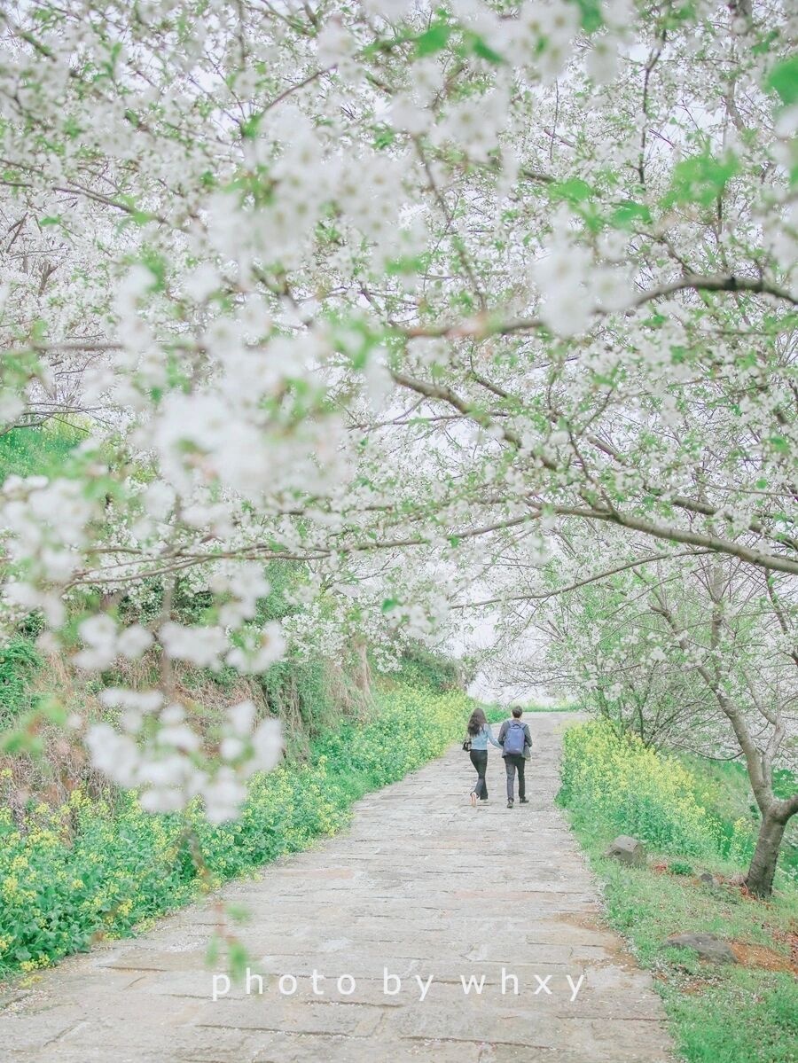 杭州樱花谷乐园|杭州小奈良市区最大樱花海